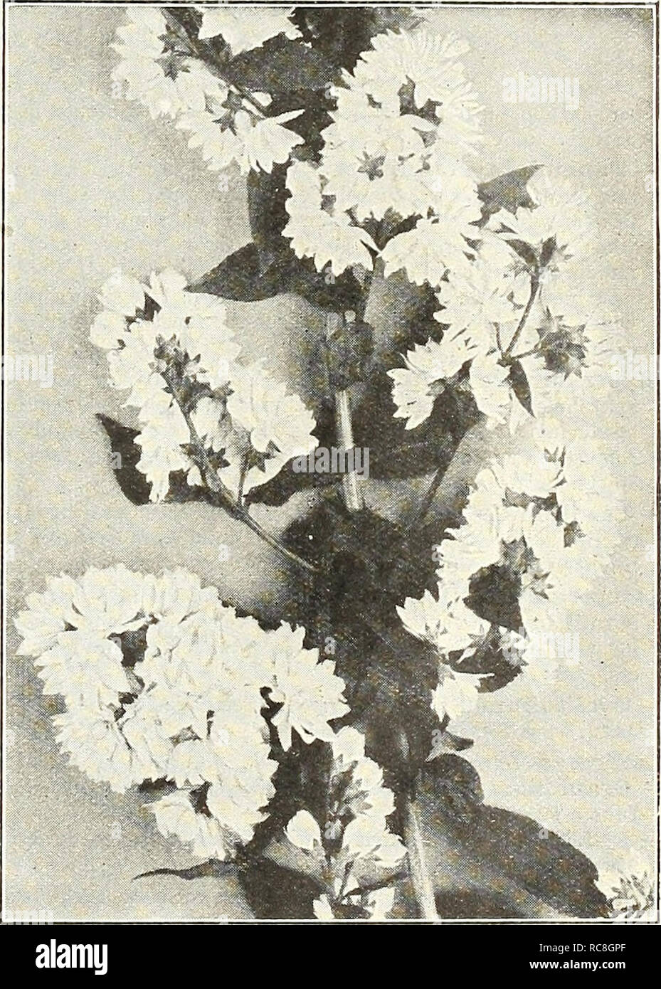 . Dreer's garden book 1928. Seeds Catalogs; Nursery stock Catalogs; Gardening Equipment and supplies Catalogs; Flowers Seeds Catalogs; Vegetables Seeds Catalogs; Fruit Seeds Catalogs. Euonymus Alata (Corkbark). A shrub different in character from others, having an individuality of its own. It is particu- larly ornamental and interesting on account of its curious corky bark. The small flowers of the spring are followed by attrac- tive red berries in the fall. It is also valuable on account of its bright scarlet autumn foliage which makes it very conspicuous in the fall. Strong plants, $1.00 eac Stock Photo