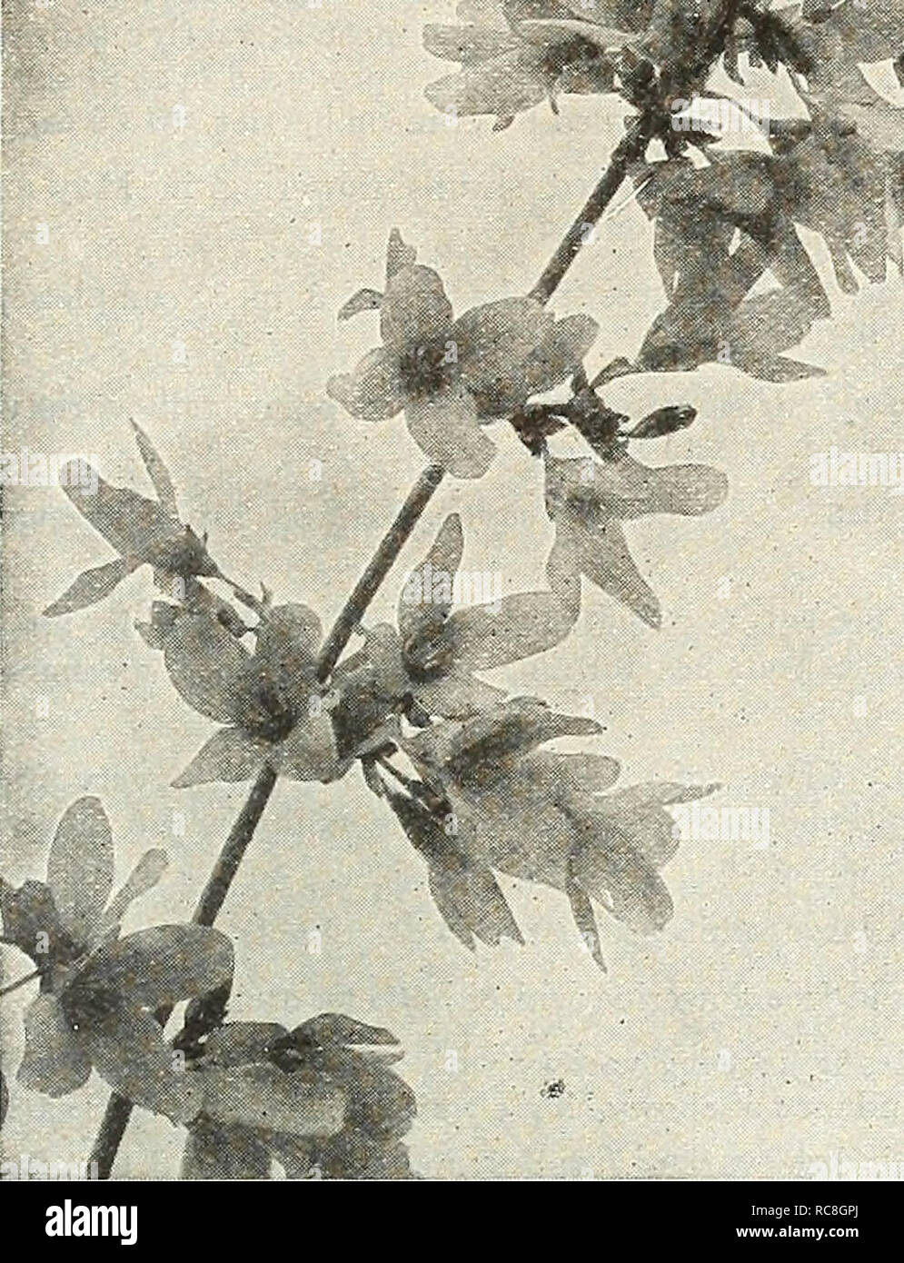 . Dreer's garden book 1928. Seeds Catalogs; Nursery stock Catalogs; Gardening Equipment and supplies Catalogs; Flowers Seeds Catalogs; Vegetables Seeds Catalogs; Fruit Seeds Catalogs. p1KXA.IÂ« â CHOKE HARDY SHRUBS I 209 g Tt 4L.*.. Euonymus Alata (Corkbark). A shrub different in character from others, having an individuality of its own. It is particu- larly ornamental and interesting on account of its curious corky bark. The small flowers of the spring are followed by attrac- tive red berries in the fall. It is also valuable on account of its bright scarlet autumn foliage which makes it ver Stock Photo