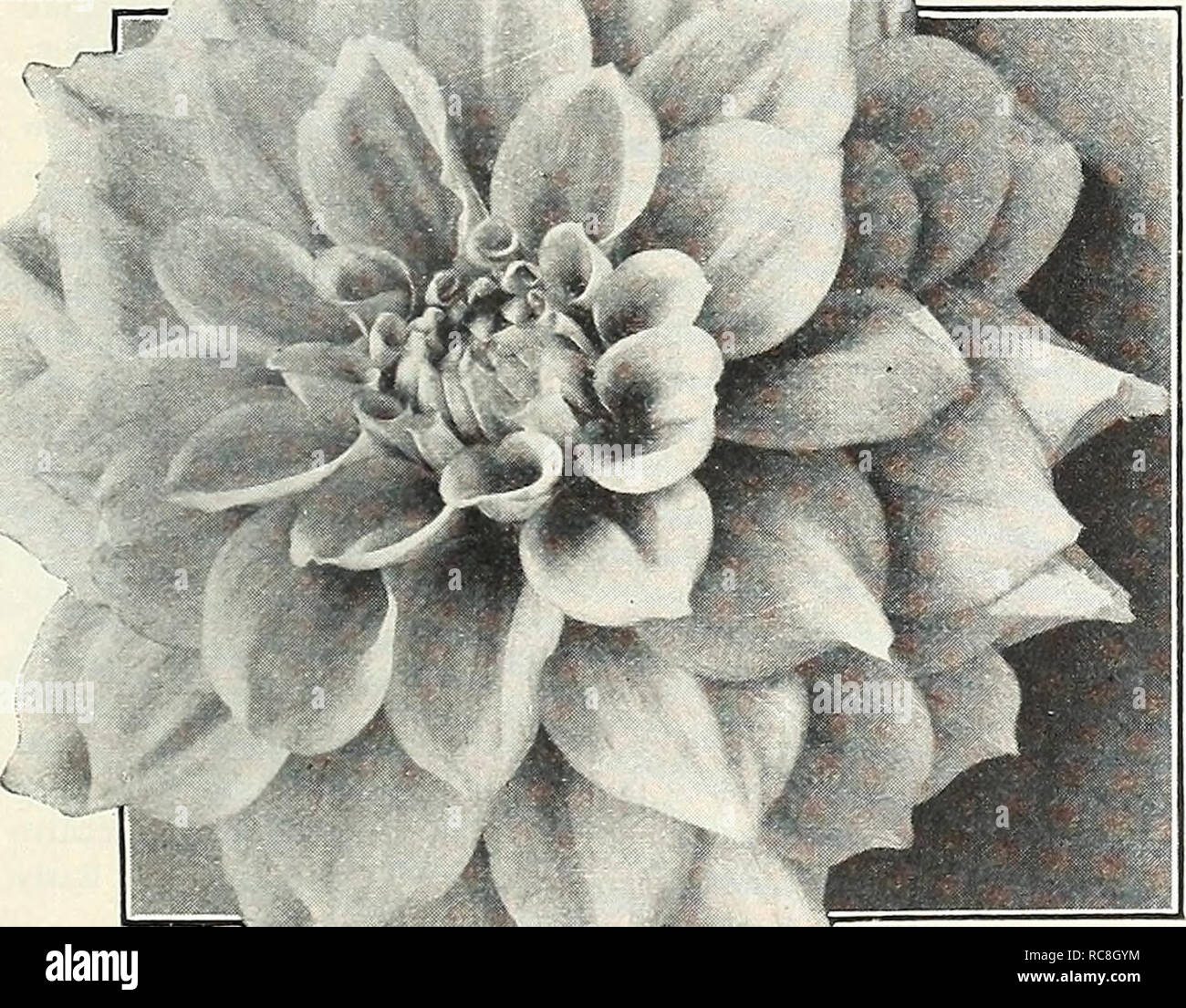 dreer s garden book 1929 seeds catalogs nursery stock catalogs gardening equipment and supplies catalogs flowers seeds catalogs vegetables seeds catalogs fruit seeds catalogs decorative dahli mrs i de ver warnei dei or tive alamy