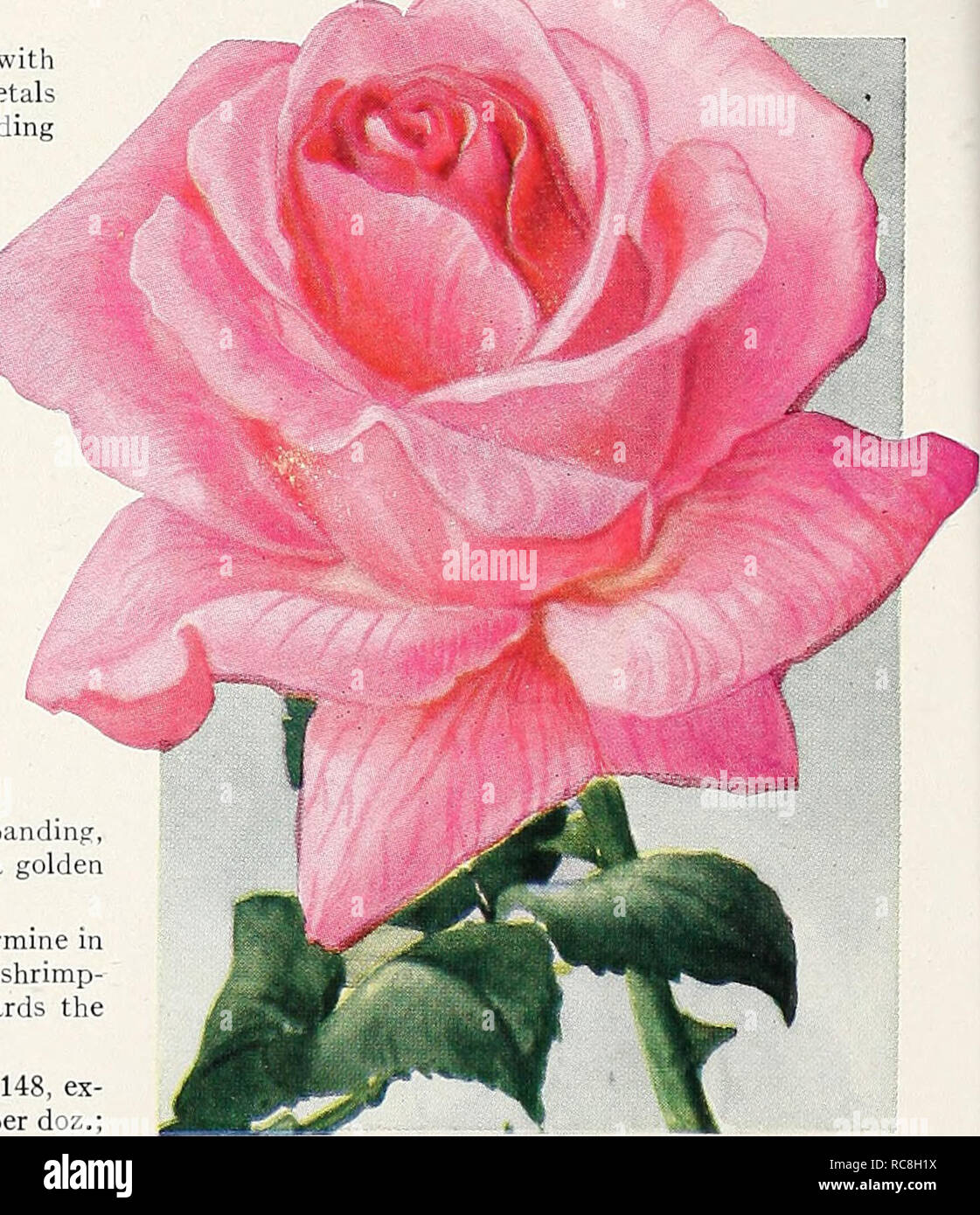 . Dreer's garden book 1929. Seeds Catalogs; Nursery stock Catalogs; Gardening Equipment and supplies Catalogs; Flowers Seeds Catalogs; Vegetables Seeds Catalogs; Fruit Seeds Catalogs. New Hybrid-Tea Rose, Mrs. Erskine Pembroke Thom Select Hybrid-Tea Roses Reims. Large flowers of very regular and perfect form, petals round, very large, imbricated like a Camellia. Color flesh white, yellow at base, centre bright nankin shaded orange-apricot, vigorous habit and very free flowering. Rose Marie. One of the best bedding Roses grown, re- markably free-flowering, producing large, long, ideal buds, whi Stock Photo