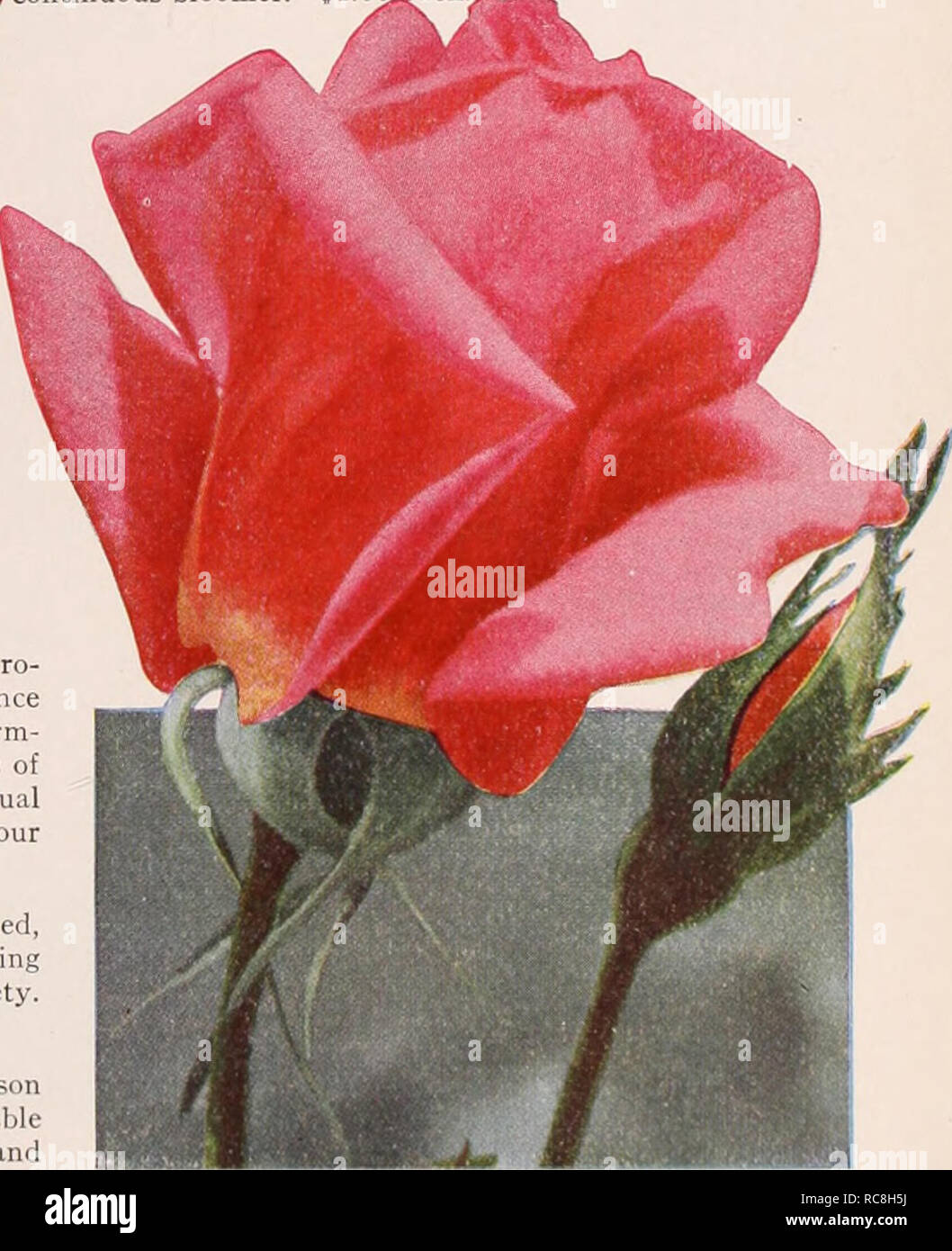 . Dreer's garden book / Henry A. Dreer.. Nursery Catalogue. Hybrid-Tea Rose, Lady Forteviot. See page 123 W. E. Chaplin (Chaplin, 1929). A most meritorious red Rose of the Lord Charlemont type but better being a free vigorous grower with healthy disease-resisting foliage. The bloom is large; every bud develops to a perfect, full, high-centered, very lasting moderately sweet scented flower. Color deep crimson, deepening to carmine crimson; does not blue or burn; these are carried on long strong stems, a very free continuous bloomer. $1.0Qj:ach.^ Hybrid-Tea Rose, Vaterland Vaterland (Plitzer, 19 Stock Photo