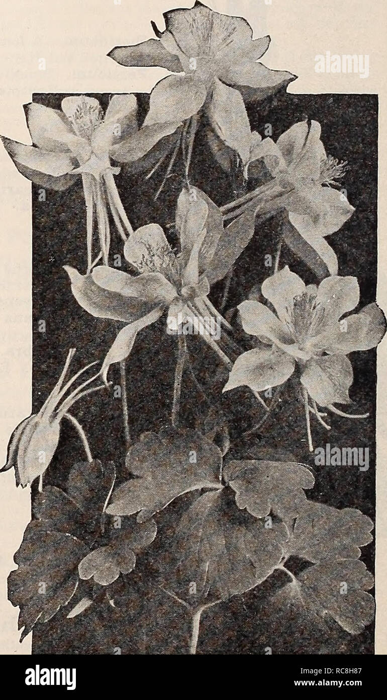 . Dreer's garden book 1932. Seeds Catalogs; Nursery stock Catalogs; Gardening Equipment and supplies Catalogs; Flowers Seeds Catalogs; Vegetables Seeds Catalogs; Fruit Seeds Catalogs. Arabis Alpina Flore-pleno AndrOSaCe (Rock Jasmine) Sarmentosa (Primuloides). An interesting alpine for the rockery but which requires special care in growing of which it is deserving. Succeeds best in a sandy soil in which crushed pieces of sandstone are embodied, preferably in a northerly aspect of the rockery. Flowers bright rose, with a white eye borne in umbels of from 10 to 20 flowers each on 4 inch stems in Stock Photo