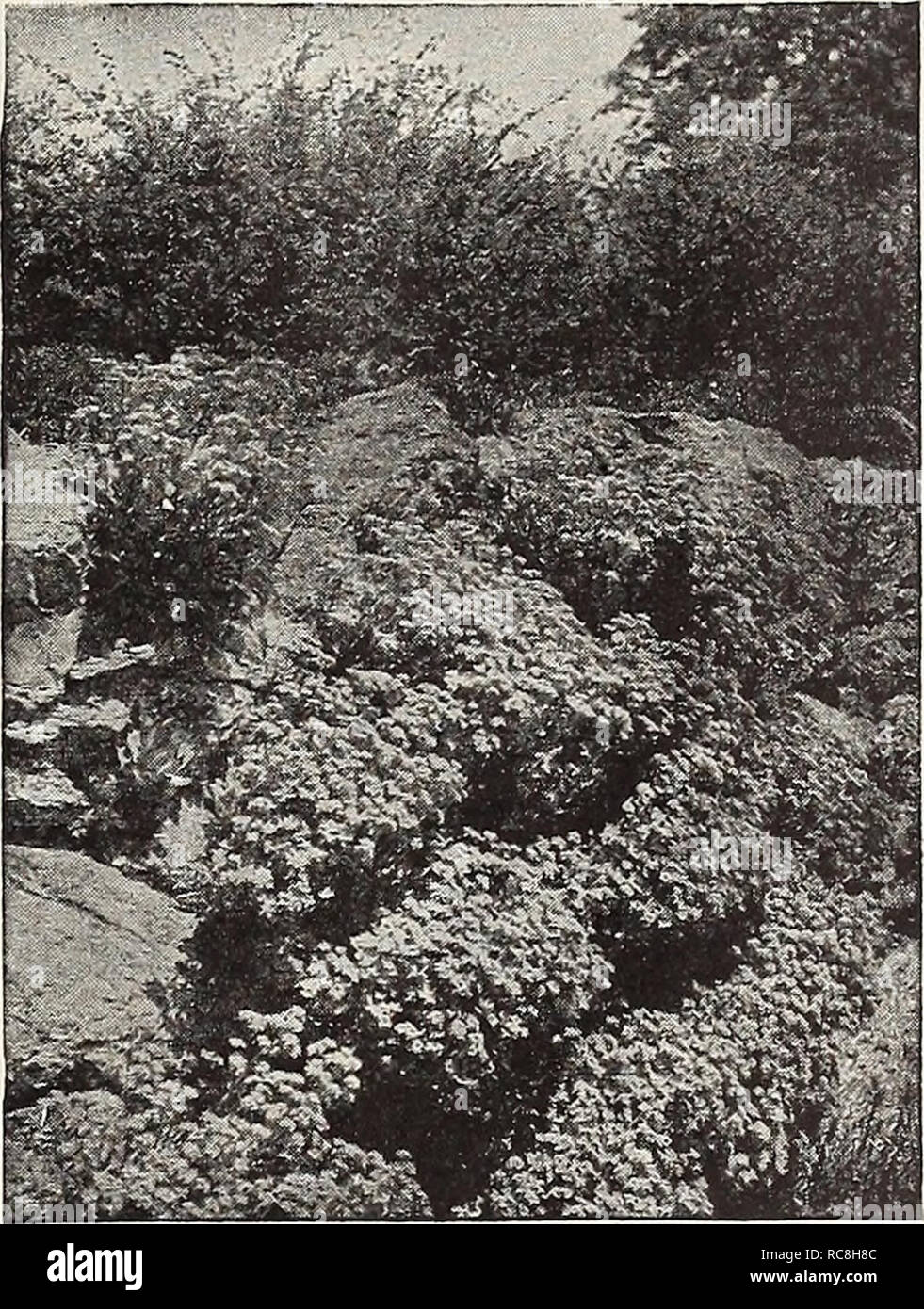 . Dreer's garden book 1932. Seeds Catalogs; Nursery stock Catalogs; Gardening Equipment and supplies Catalogs; Flowers Seeds Catalogs; Vegetables Seeds Catalogs; Fruit Seeds Catalogs. Alyssum Saxatile Compactum, on Rockery ACONITUM Aethionema (Lebanon Candytuft) Iberideum. A free flowering trailer for the rock garden with gray glaucous leaves and white flowers in April and May. Persicum. Beautiful shrubby alpines of spreading habit. Deep rose color, flowering from May to August, well adapted for the rockery or the border. 12 to 15 inches. 35 cts. each; $3.50 per doz. AgrOStemma (Rose Campion)  Stock Photo
