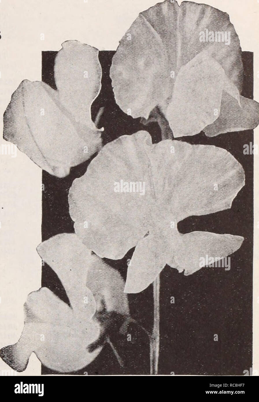 . Dreer's garden book / Henry A. Dreer.. Nursery Catalogue. k RE LIABLE FLOWER SEEDSj PHIMDELPiMI 103 Newer Varieties Orchid-flowered Sweet Peas SUMMER FLOWERING 4076 Bon-Bon. Rich pink with a glorious shading of amber combined with great vigor of growth, tremendous length of stem and flowers of enormous size. 15 cts. per pkt.; i oz., 60 cts.; oz., $1.00. 4187 Pirate Gold. The color is golden orange, quite a new shade which withstands the hot sun. A strong vigorous grower, with well formed flowers. 15 cts. per pkt.;  oz., 60 cts.; oz., $1.00. 4195 Rosie. Deep rose pink, a very popular color.  Stock Photo