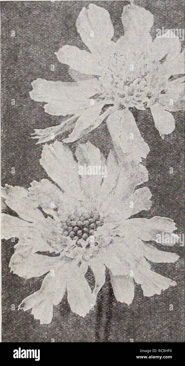. Dreer's garden book / Henry A. Dreer.. Nursery Catalogue. RELIABLE FLOWER SEEDS^ Saponaria PER PKT. 3939 Ocymoides. Very showy hardy perennial rock plant, producing during the summer months masses of small, bright rose flowers; 9 inches. J oz., 25 cts $0 10 3940 Vaccaria. A pretty and useful annual variety, grows about 2 feet high, and bears masses of satiny pink flowers somewhat like an enlarged Gypsophila; c harm- ing for cutting, adding grace to any arrangement of flowers. Several sowings should be made to keep up a succession of bloom. Per oz., 30 cts 10 Large-flowering Annual Scabiosas  Stock Photo