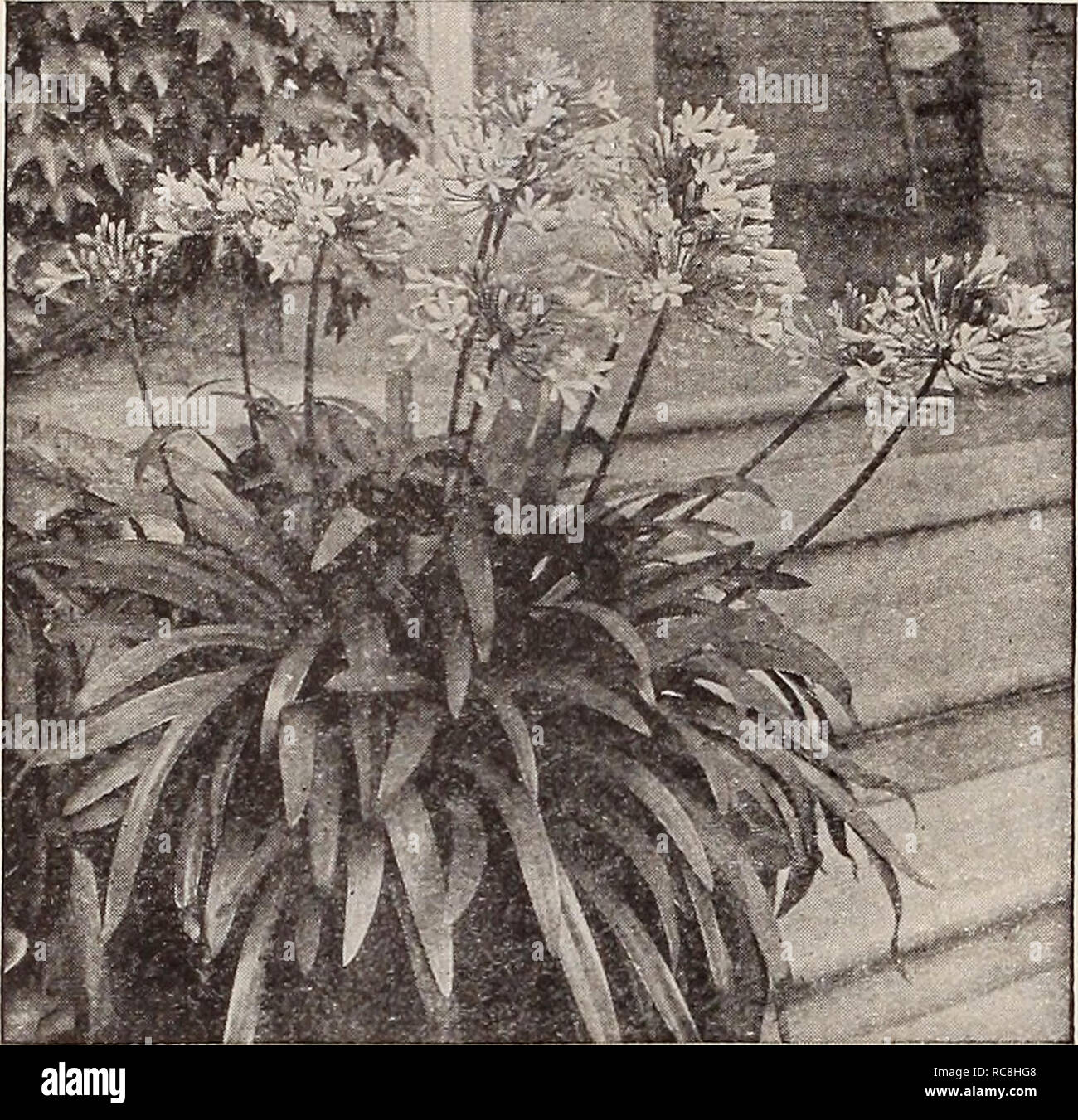 . Dreer's garden book 1932. Seeds Catalogs; Nursery stock Catalogs; Gardening Equipment and supplies Catalogs; Flowers Seeds Catalogs; Vegetables Seeds Catalogs; Fruit Seeds Catalogs. 156 /flEimmi GARDEN* GREENHOUSE PLANTS f PHMJELPMI THE GARDEN AND GREENHOUSE PLANTS FOR. Agapanthus Umbellatus Agapanthus Umbellatus (Blue Lily of the Nile). A splendid ornamental plant, bearing clusters of bright, blue flowers on 3 feet long flower stalks lasting a long time in bloom. A most desirable plant for outdoor decoration, planted in large pots or tubs on the lawn or piazza. Strong flowering plants from  Stock Photo