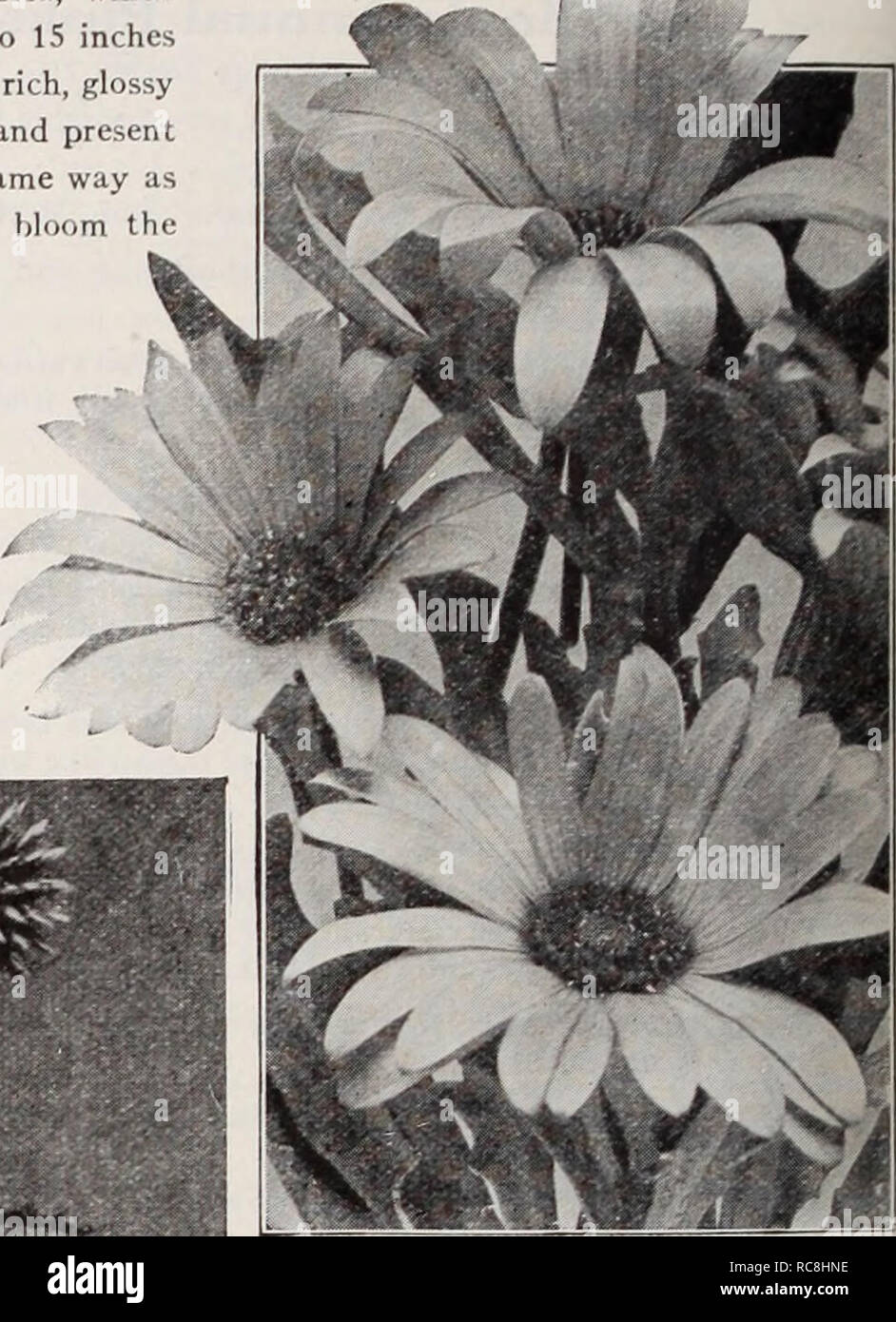 . Dreer's garden book / Henry A. Dreer.. Nursery Catalogue. PER PKT. (Wild ( Dimorphotheca (African Golden Daisy) Echi nocys t is (Wild Cucumber Vine) 2401 Lobata. One of the quickest growing annual vines we know of; splendid for covering trellises, old trees, fences, etc. Clean, bright green foliage and sprays of white flowers in July and August. (See cut.) Per oz., 30 cts $0 10 EchillOpS (Globe Thistle) 2404 Ritro. Striking hardy per- ennial plants, with hand- some silvery thistle-like foli- age and fine steel-blue flowers in round heads, which can be used for cutting; 3 to 5 feet. Special p Stock Photo