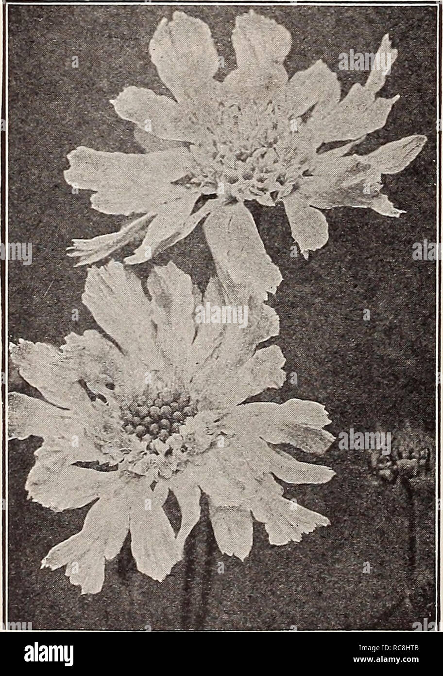 . Dreer's garden book 1932. Seeds Catalogs; Nursery stock Catalogs; Gardening Equipment and supplies Catalogs; Flowers Seeds Catalogs; Vegetables Seeds Catalogs; Fruit Seeds Catalogs. RELIABLE FLOWER SEEDS/4 Saponaria PER PKi. 3939 Ocymoides. Very showy hardy perennial rock plant, producing during the summer months masses of small, bright rose flowers; 9 inches.  oz., 25 cts $0 10 3940 Vaccaria. A pretty and useful annual variety, grows about 2 feet high, and bears masses of satiny pink flowers somewhat like an enlarged Gypsophila; charm- ing for cutting, adding grace to any arrangement of fl Stock Photo