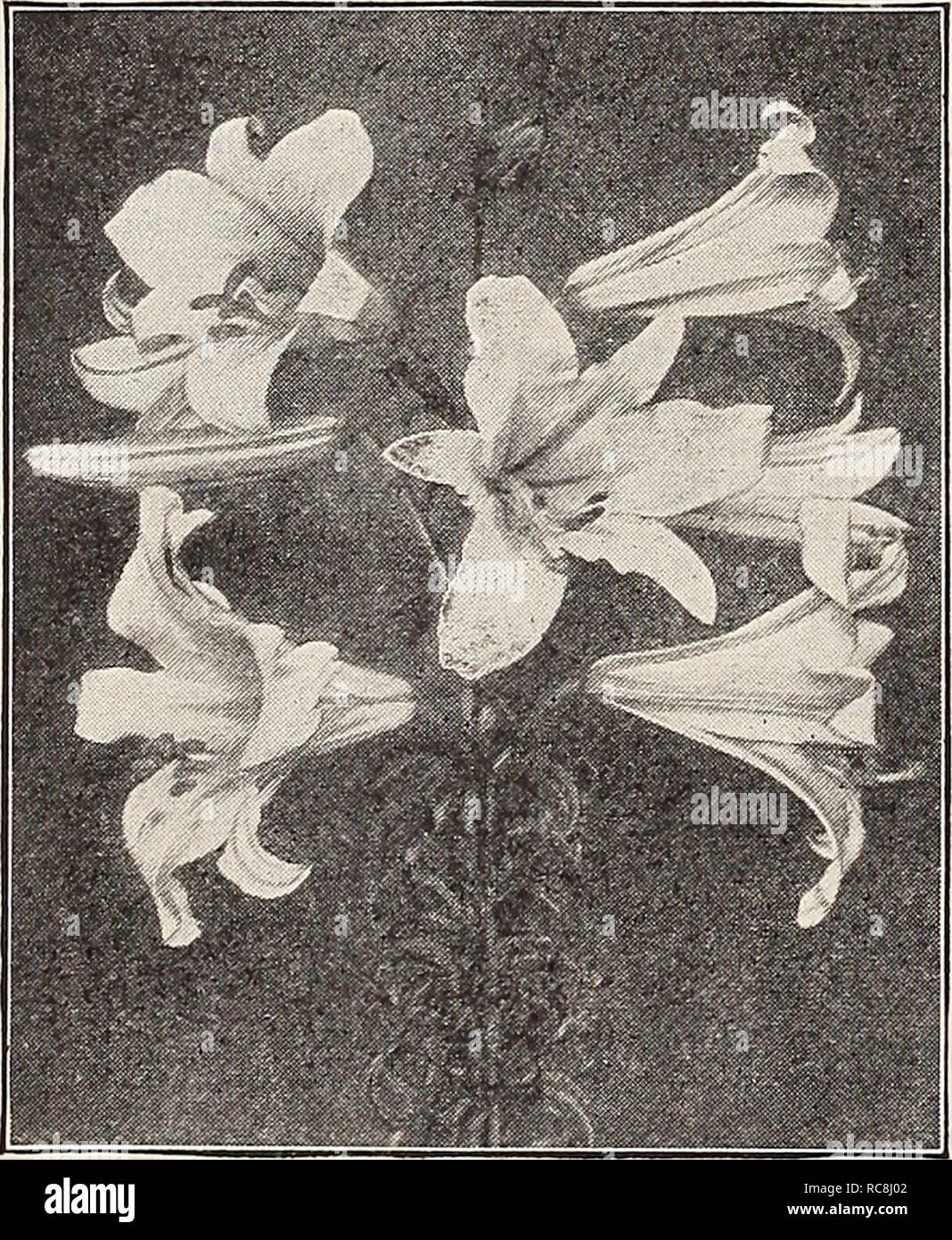 . Dreer's garden book 1932. Seeds Catalogs; Nursery stock Catalogs; Gardening Equipment and supplies Catalogs; Flowers Seeds Catalogs; Vegetables Seeds Catalogs; Fruit Seeds Catalogs. 10. Lilium Regale Double Stock-flowered Larkspur PER PKT. Liatris (Blazing Star, or Gay Feather) 2982 Pycnostachya. Most showy and attractive hardy perennial native plants, with long spikes of rosy- purple flowers from July to September; 3 to 4 feet. I oz., 50 cts $0 10 Liliums 2987 Philippinense Formosanum. A truly remarkable lily, with umbels of large white long trumpet shaped flowers, like an Easter Lily. Will Stock Photo