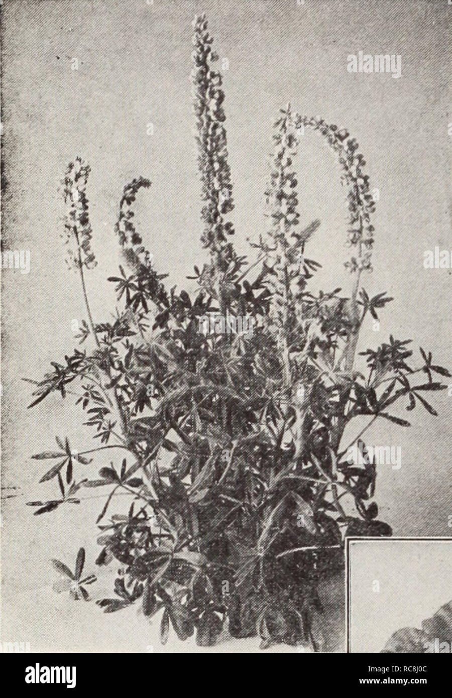 . Dreer's garden book / Henry A. Dreer.. Nursery Catalogue. ^SPECIALTIES IN FLOWER SEEM 'PHILADEMP;. Lupinus Hartwegii Giants Linaria Maroccana Excelsior Hybrids 2992 A dainty easily grown annual bear- ing small spikes, like a miniature Snapdragon of brilliant colors in- cluding yellow, crimson, pink, pur- ple, etc.; plant grows about 12 in- ches high and is a charming subject for the rockery or border. Pkt., 15 cts.; i oz., 40 cts. Lobelia Cardinalis Queen Victoria 3032 A wonderfully effective perennial variety, with dark bronzy foliage and brilliant scarlet flowers, stand- ing out in vivid c Stock Photo