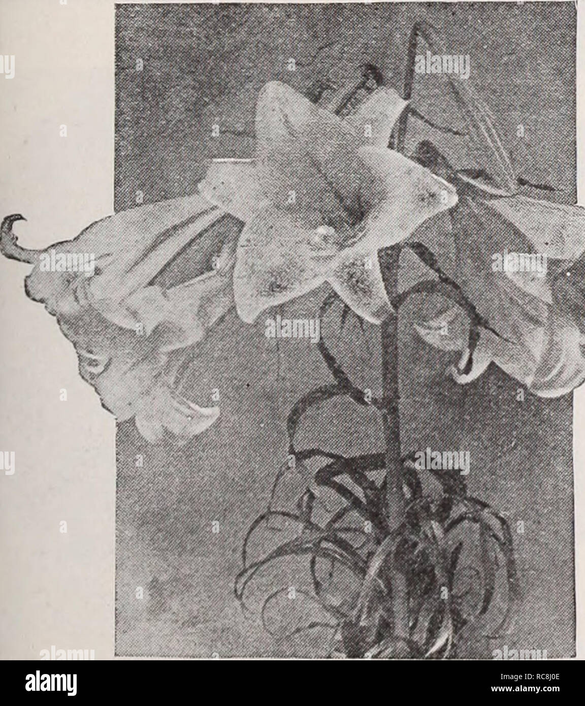 . Dreer's garden book / Henry A. Dreer.. Nursery Catalogue. Giant Imperial Larkspur Three Lovely Pink Double Annual Larkspurs 2936 Exquisite Pink Improved. A greatly im- proved strain both in the upright habit of growth and in the charming pink color, which comes practically 100 per cent. true, j oz., 40 PER PKT. cts. .$0 10 Lilium Piiilippinense Formosanum 2934 Exquisite Rose. Identical in every way to the foregoing but several tones deeper in color, being a rich rose pink that comes quite true.  oz., 40 cts 10 2945 Miss California {New). Of the new upright type. Flowers of a deep salmon ros Stock Photo