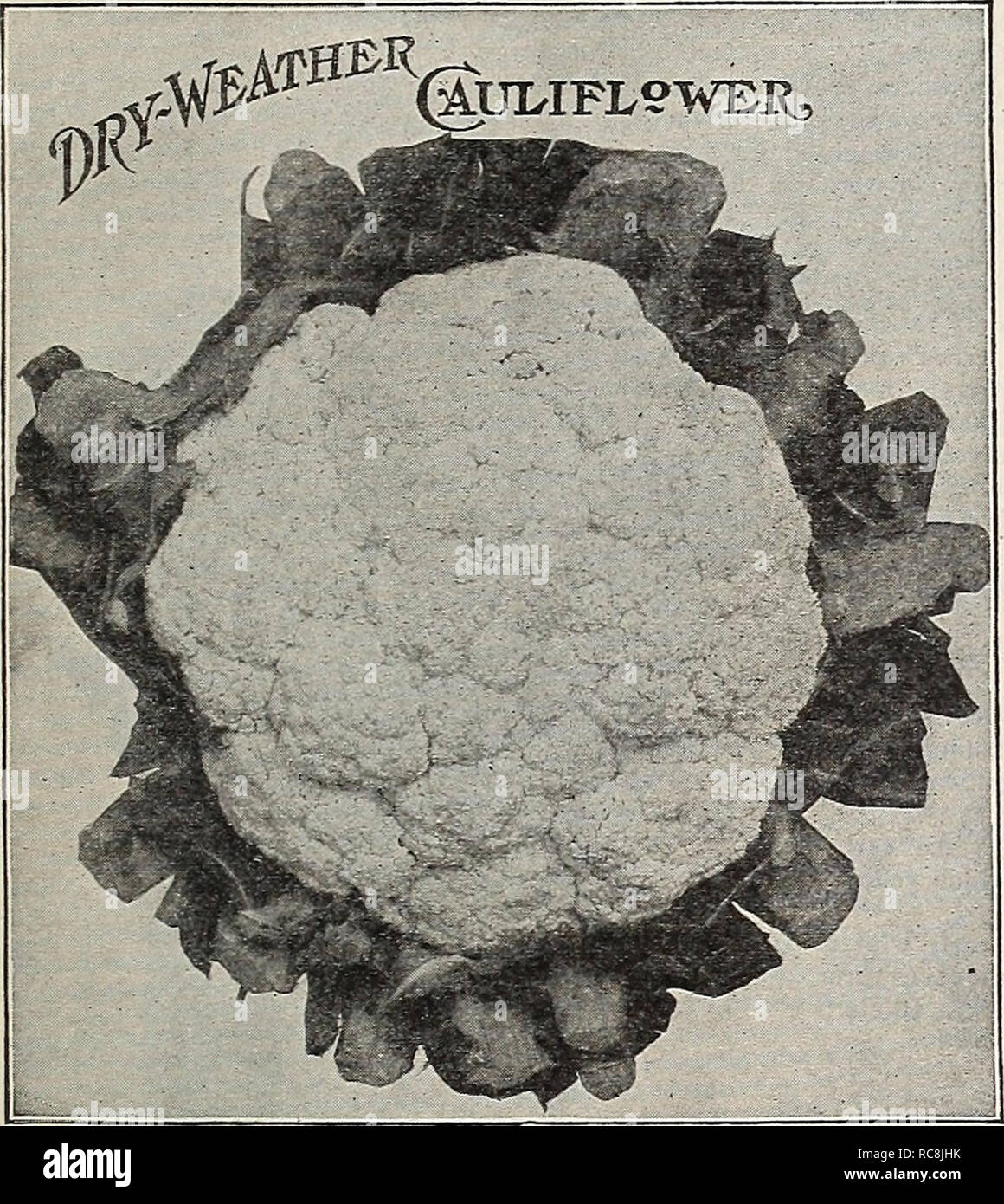 . Dreer's garden book 1932. Seeds Catalogs; Nursery stock Catalogs; Gardening Equipment and supplies Catalogs; Flowers Seeds Catalogs; Vegetables Seeds Catalogs; Fruit Seeds Catalogs. v RELIABLE VEGETABLE SEEM yPHMELPHM 19 Chou-fleur, Fr. Coliflor, Sp. CAULIFLOWER Blumenkohl, Ger. One ounce of seed will produce about 2000 plants. CULTURE —For earliest Cauliflower, raise plants by sowing in hotbed or greenhouse during January or February, and transplant to flats or cold frames, 2 or 3 inches apart each way. Set in open ground as soon in spring as the land can be put in good order. Soil to be a  Stock Photo