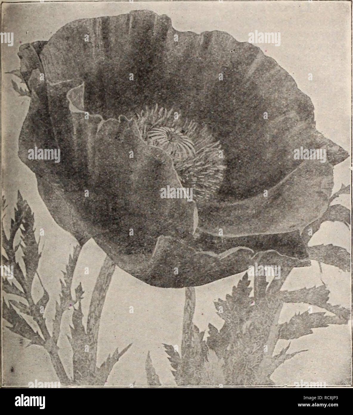 . Dreer's garden book / Henry A. Dreer.. Nursery Catalogue. x HARDY PERENNIAL PIANTS / 187. Papaver Orientalis (Oriental Poppy) Pachysandra (Japanese Spurge) Terminalis. A trailing plant, 6 to 8 inches high, forming broad mats of bright, glossy green foliage and small spikes of flowers during May and June; invaluable as a cover plant either in sun or shade. 25 cts. each; $2.00 per doz.; $15.00 per 100; $120.00 per 1000. Hardy Garden Pinks Dianthus Plumarius (Scotch Pinks) Old favorites, bearing their sweet, clove-scented double flowers in the greatest profusion during May and June. They are in Stock Photo