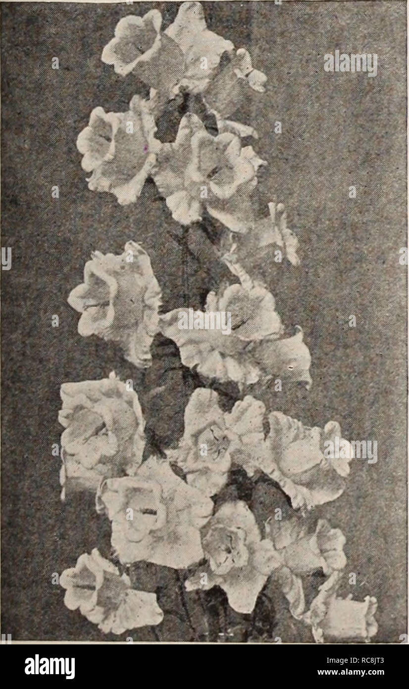 . Dreer's garden book / Henry A. Dreer.. Nursery Catalogue. Anthericum Liliastrum Major See page 168. Campanula Medium Calycanthema Aubrietia (Rainbow Rock Cress) See page 170 Calimeris (star wort) Incisa. An attractive, free-flowering plant; grows 12 to 18 inches high, producing from July to September daisy-like pale, lavender flowers, with yellow centre. 25 cts. each; $2.50 per doz. Callirhoe (Poppy Mallow) Involucrata. An elegant trailing plant, with finely divided foliage and large saucer-shaped flowers of bright, rosy-crimson, with white centres, which are produced all summer and fall. 25 Stock Photo
