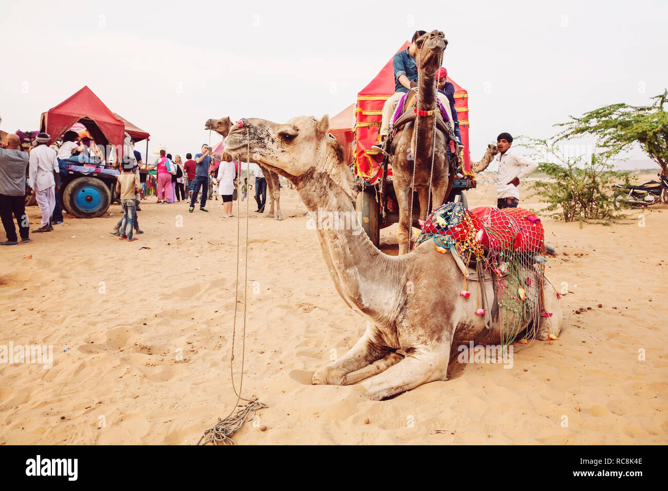 Pushkar Desert Rajasthan India February 2018 Camel And Vehicle At