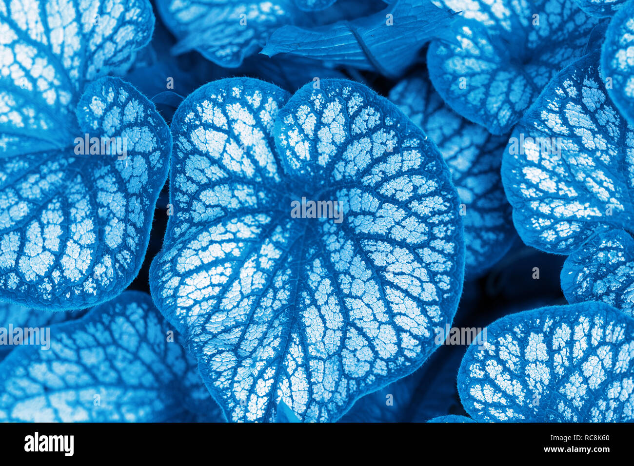 Blue Leaves With Silver Gray Almost White Spots Turquoise Leaves With White Dots Stock Photo Alamy
