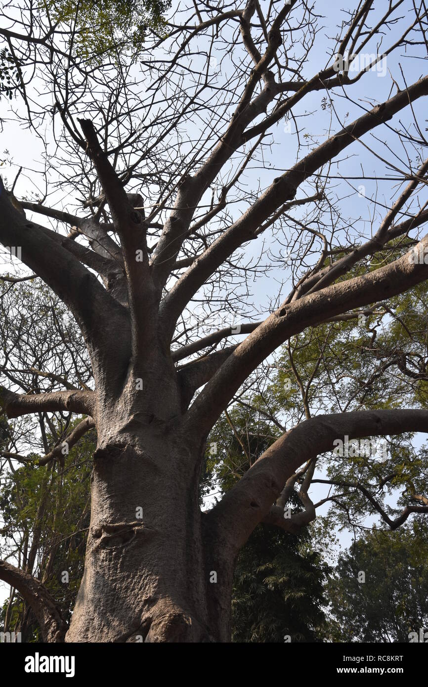 Adansonia digitata or Baobab at the Alipore Zoological Garden in Kolkata, India Stock Photo