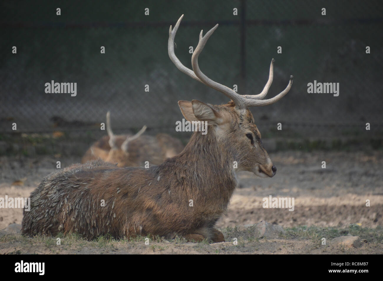 Panolia eldii or Brow-antlered Deer at the Alipore Zoological Garden in Kolkata, India Stock Photo