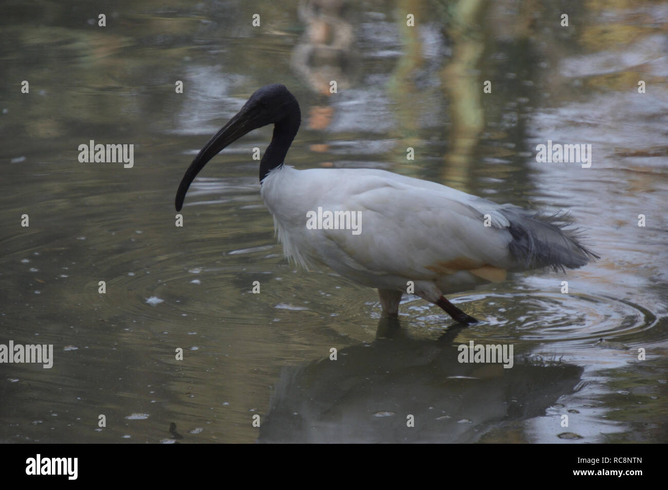 Threskiornis aethiopica or African Sacred Ibis at the Alipore Zoological Garden in Kolkata, India Stock Photo