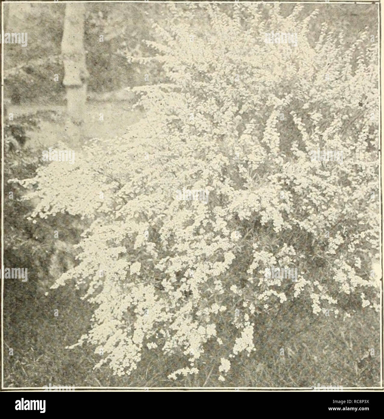 . Dreer's garden book 1925. Seeds Catalogs; Nursery stock Catalogs; Gardening Equipment and supplies Catalogs; Flowers Seeds Catalogs; Vegetables Seeds Catalogs; Fruit Seeds Catalogs. (flEHRyAJKEE^ CHOICE HARDY SHRUBS &gt;HiiiamHRR 201 Ligustrum Ibota Regelianum. A handsome Japanese Privet, with spreading branches and dark green foliage, con- trasting well with the fragrant racemes of white flowers in sum- mer, a splendid shrub to grow as an isolated specimen or for an informal hedge. 60 cts. each. — Ovalifolium Aureum (Golden-leaved Privet). A beautiful golden variegated form and very effect Stock Photo