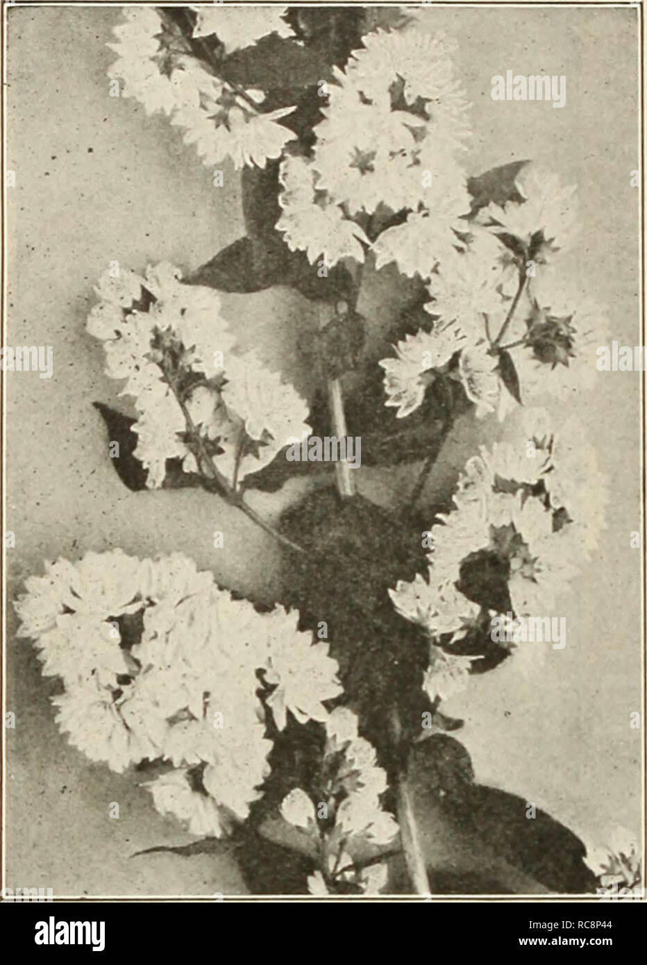 . Dreer's garden book 1925. Seeds Catalogs; Nursery stock Catalogs; Gardening Equipment and supplies Catalogs; Flowers Seeds Catalogs; Vegetables Seeds Catalogs; Fruit Seeds Catalogs. 200 /flEflPO^AJimiilraliiJ'ffljMhdlliKtl^HIIMH^. Deutzia Cresata Magnifica Deutzias. Well-known profuse flowering Shrubs, blooming in spring or eirly summer. The dwarf varieties are desirable for forcing under glass. Evonymus Japonica. An evergreen shrub with large round, glossy, dark green foliage, a splendid plant for foundation [)lanting, par- ticularly at the seashore, also fine to grow on in pots or tubs for Stock Photo