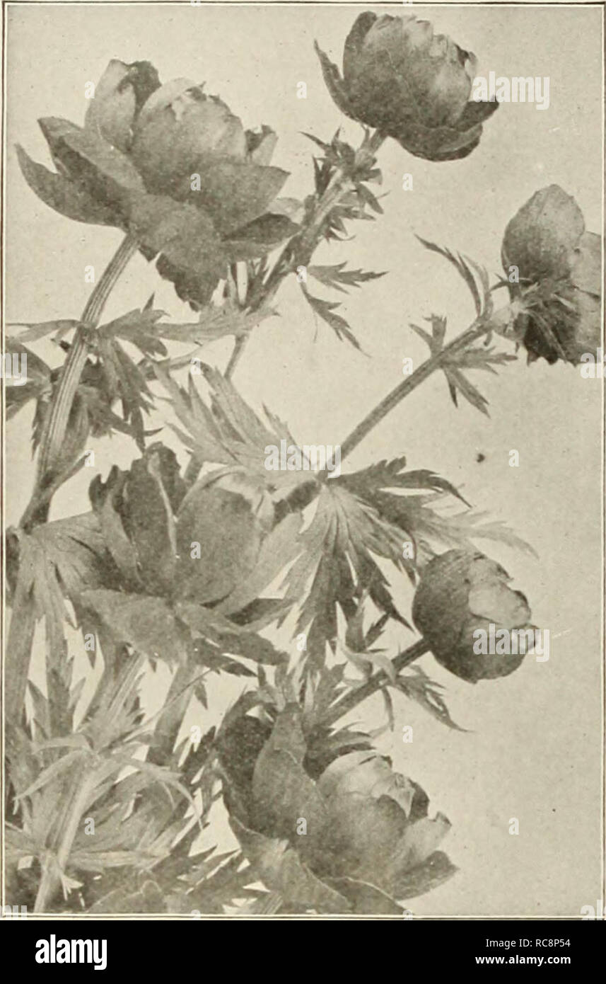 . Dreer's garden book 1925. Seeds Catalogs; Nursery stock Catalogs; Gardening Equipment and supplies Catalogs; Flowers Seeds Catalogs; Vegetables Seeds Catalogs; Fruit Seeds Catalogs. 196 /flEllPJ^AJREEtsEf,j,y!jja;j5Si&lt;ll!Jfe^^J^g™^. Trollius or Globe Flower ThalictrUm (Meadow Rue) Very graceful, pretty flowered plants, with fine cut foliage; great favorites for planting in the hardy border. Aqtiilegifolium Album. Elegant Columbine-like foliage and masses of feathery white flowers during June and July. 3 feet. Aquilegifolium Atroptirpureuin. A rosy purple flowered form of the above. Glaucu Stock Photo