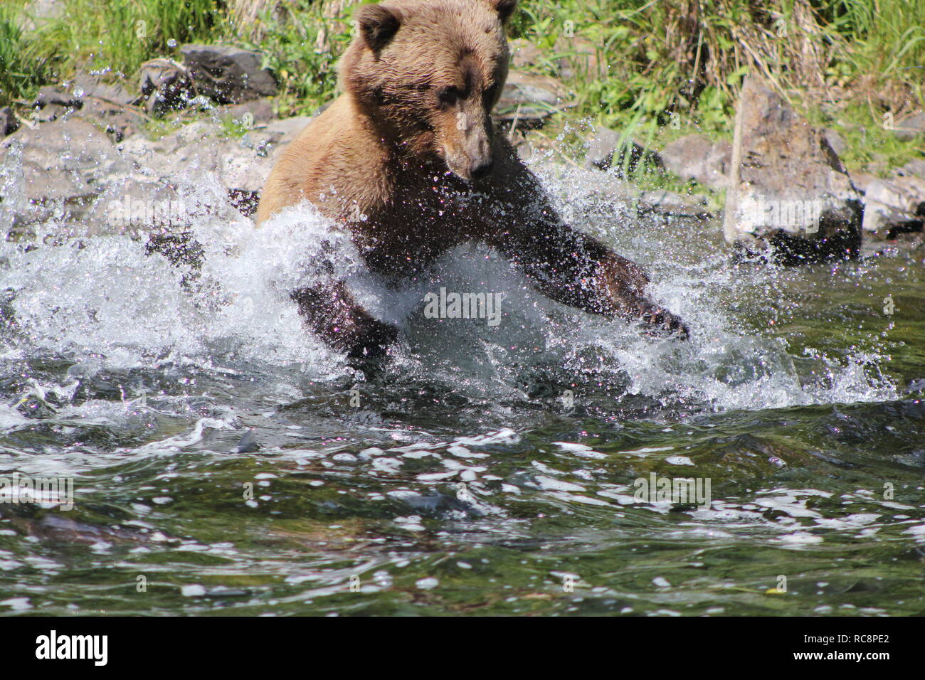 Alaska Grizzly Bear Fishing for Salmon Stock Photo