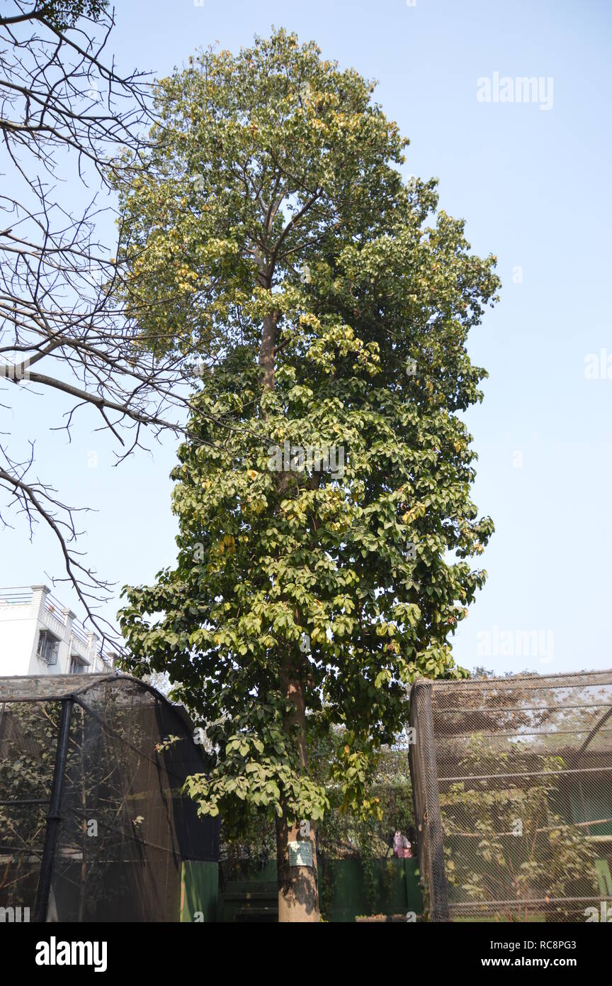 Pterygota alata or Buddha's coconut tree at the Alipore Zoological Garden in Kolkata, India Stock Photo