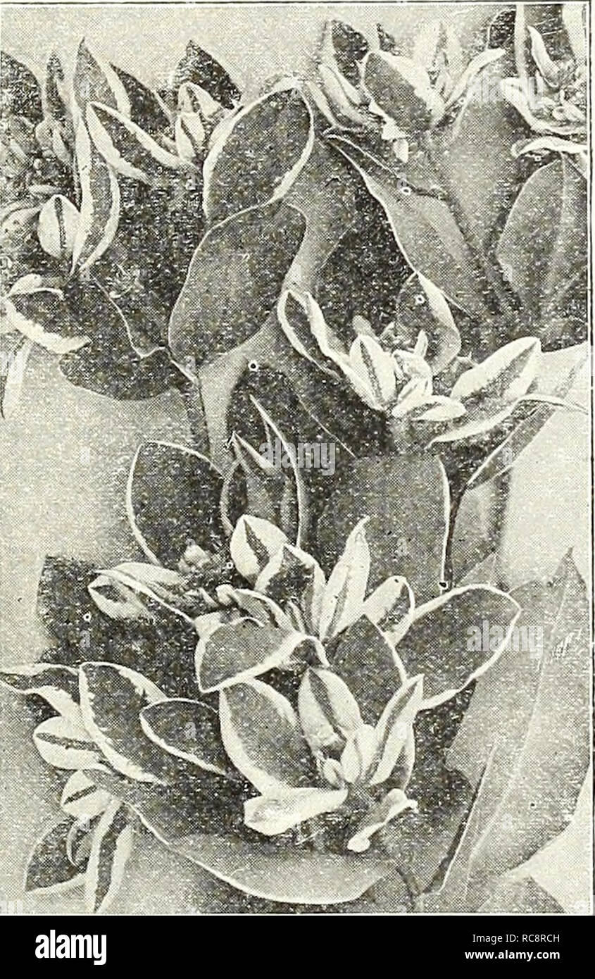 . Dreer's garden book 1923. Seeds Catalogs; Nursery stock Catalogs; Gardening Equipment and supplies Catalogs; Flowers Seeds Catalogs; Vegetables Seeds Catalogs; Fruit Seeds Catalogs. &gt; PER PKT. EsCHh^IIULIZIS OR ECHINOCYSTIS (Wild Cucumber Vine) 2401 Lobata. One of the quick- est growing annual vines we know of; splendid for cover- ing trellises, old trees, fences, etc. Clean, bright green foli- age and sprays of white flow- ers in July and August. Per oz., 30 cts $0 05 ERYSIMUM (Fairy Wallflower) 2411 Perofskianum. A pretty annual, growing about 18 in- ches high, bearing throughout the s Stock Photo