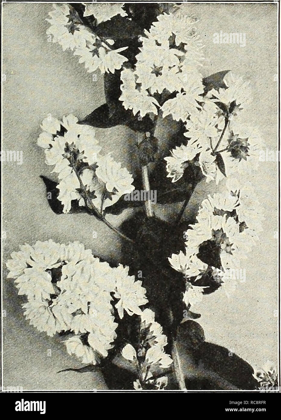 . Dreer's garden book 1922. Seeds Catalogs; Nursery stock Catalogs; Gardening Equipment and supplies Catalogs; Flowers Seeds Catalogs; Vegetables Seeds Catalogs; Fruit Seeds Catalogs. Corchorus. Deutzia Crbnata Magnifica Deutzia Crenata Magnifica. A most distinct new variety with exceptionally large corymbs of pure white flowers, produced in wonderful profusion, plant of symmetrical habit, growing from 3 to 4 feet high. 60 cts. each. rosea plena (Double-flowering Deutzia). Double white, tinged with pink; very desirable tall Shrub. 60 cts. each. — Qracills. A favorite dwarf bush, covered with s Stock Photo