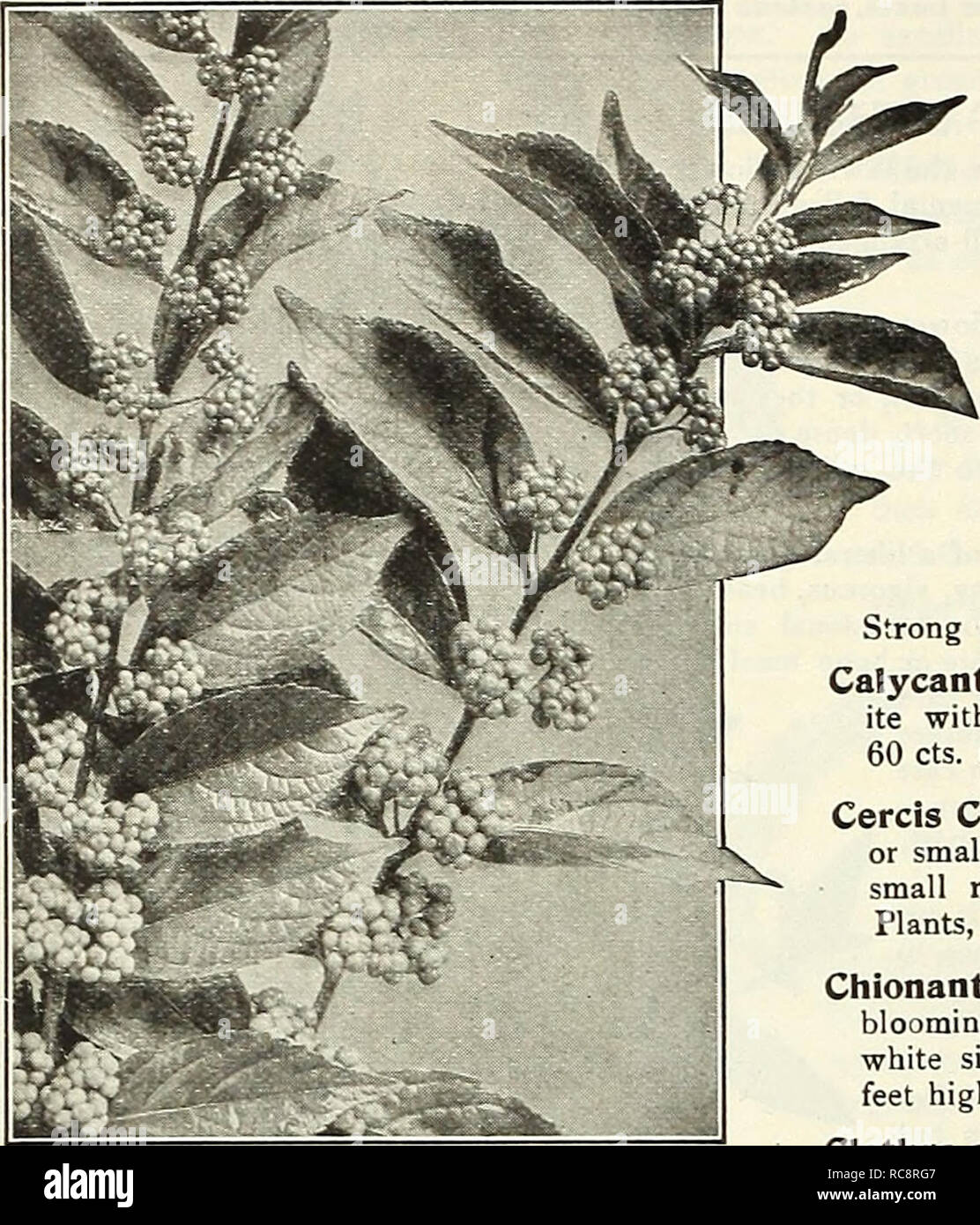 . Dreer's garden book 1922. Seeds Catalogs; Nursery stock Catalogs; Gardening Equipment and supplies Catalogs; Flowers Seeds Catalogs; Vegetables Seeds Catalogs; Fruit Seeds Catalogs. 198 /flEHiyA.l)I» CHOICE HARDY SHRUBS &gt;HHifl»Elil&gt;Mlk. Callicarfa Porpubba Callicarpa Purpurea. A splendid berried Shrub for the border or planted in clumps on the lawn; it grows about 3 feet high, its branches gracefully recurving; these are covered in August with tiny pink-tinted flowers, followed in late Sep- tember by great masses of violet-purple berries, borne in clusters from the axil of every leaf, Stock Photo