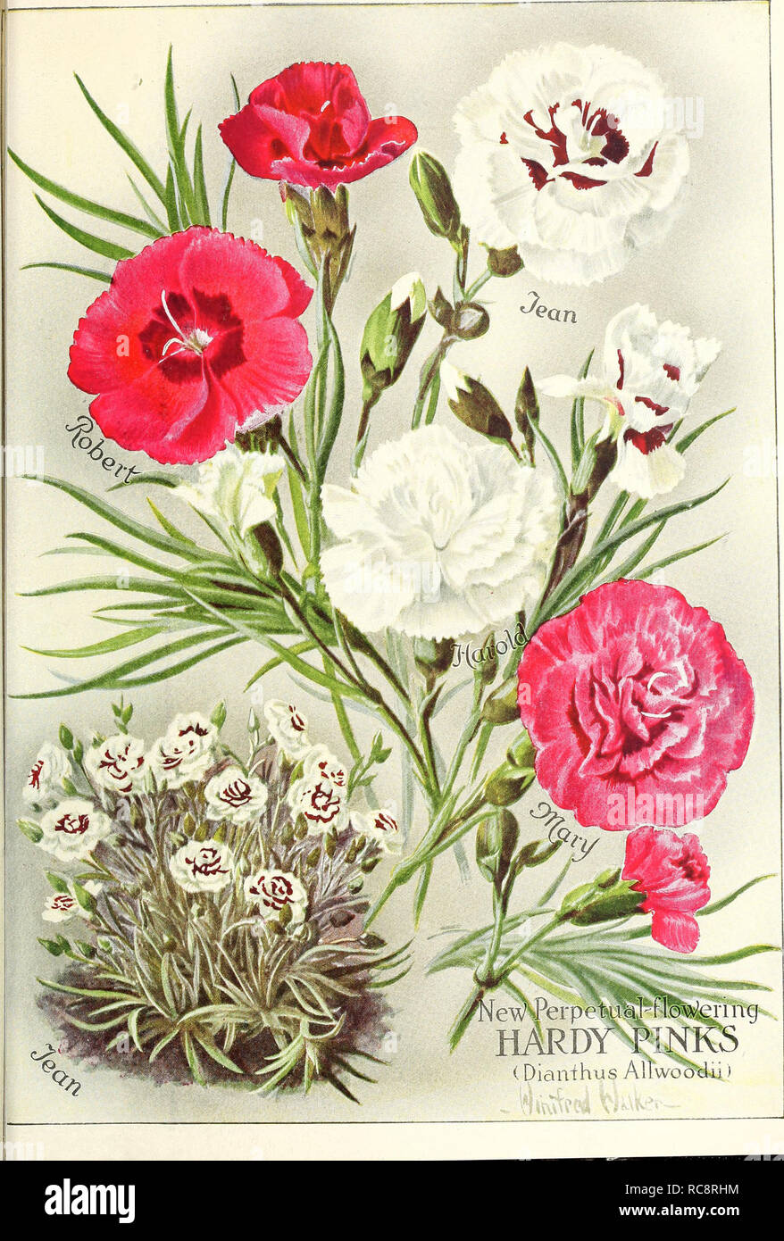 . Dreer's garden book 1922. Seeds Catalogs; Nursery stock Catalogs; Gardening Equipment and supplies Catalogs; Flowers Seeds Catalogs; Vegetables Seeds Catalogs; Fruit Seeds Catalogs. (Dianihus Allwobci44_. Please note that these images are extracted from scanned page images that may have been digitally enhanced for readability - coloration and appearance of these illustrations may not perfectly resemble the original work.. Henry A. Dreer (Firm); Henry G. Gilbert Nursery and Seed Trade Catalog Collection. Philadelphia, Pa. : Henry A. Dreer Stock Photo