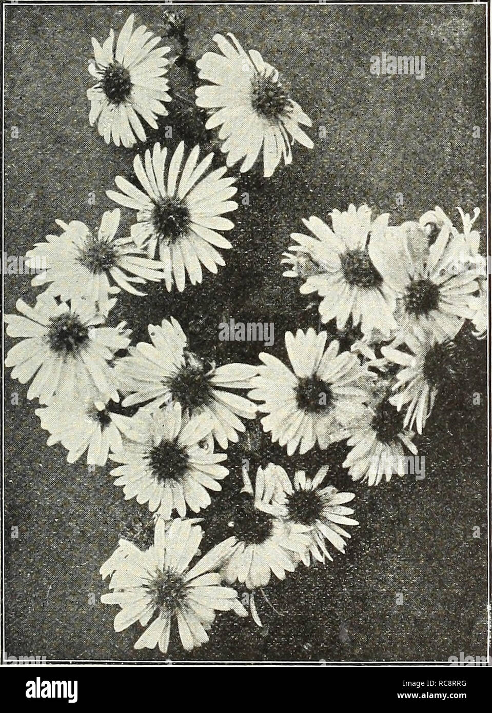 . Dreer's garden book 1922. Seeds Catalogs; Nursery stock Catalogs; Gardening Equipment and supplies Catalogs; Flowers Seeds Catalogs; Vegetables Seeds Catalogs; Fruit Seeds Catalogs. ASCI.HPIAS. Hardy Aster Novi Relgii Climax Fall-floiivering Hardy Asters (Michaelmas Daisies, or Starworts) These are among the showiest of our late-flowering hardy plants, giving a wealth of bloom during September and Oc- tober, a season when most other hardy flowers are past, and for the best effect should be planted in masses of one color. They grow freely in any soil. The collection offered below is made up o Stock Photo