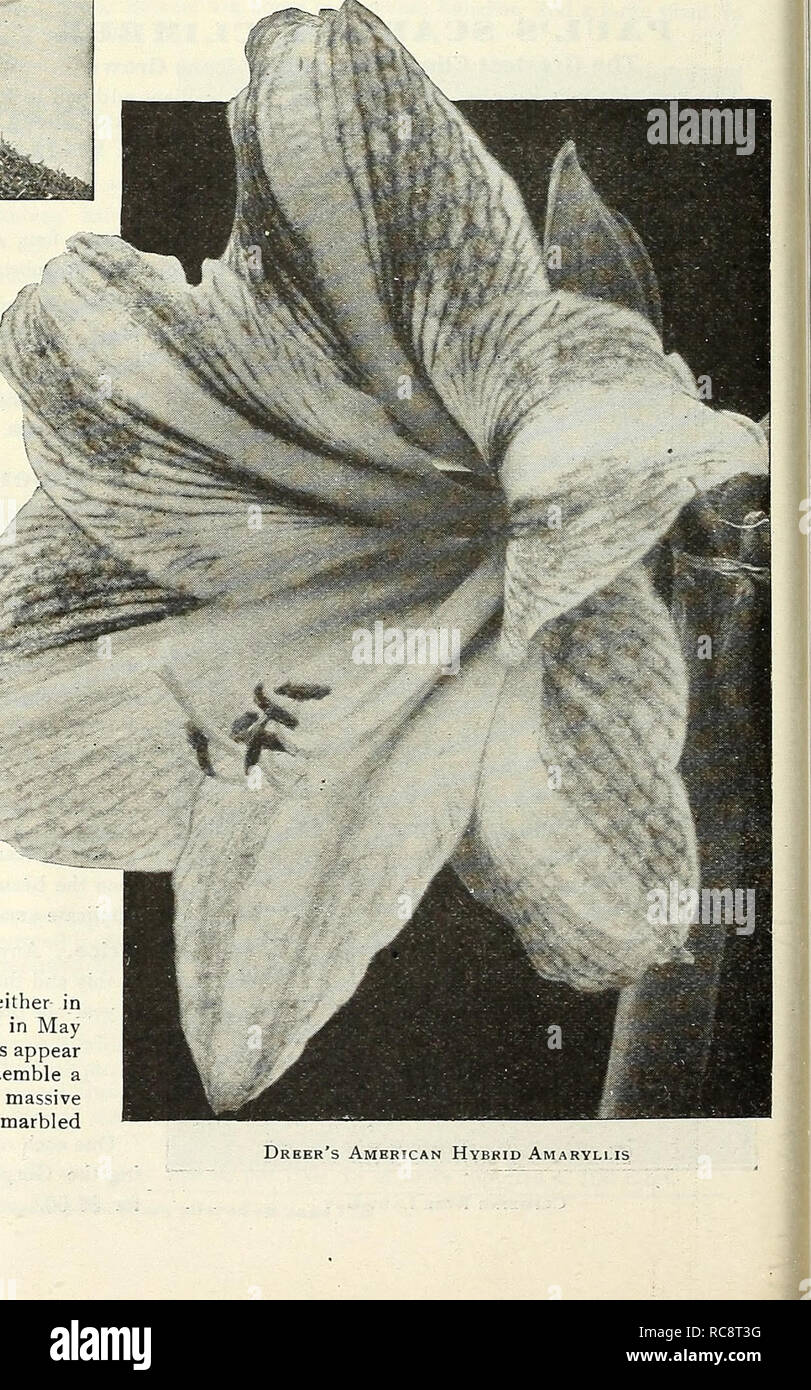 . Dreer's garden book 1922. Seeds Catalogs; Nursery stock Catalogs; Gardening Equipment and supplies Catalogs; Flowers Seeds Catalogs; Vegetables Seeds Catalogs; Fruit Seeds Catalogs. /l.-..*^ Agapanthus Umbellatus AGAPANTHrs Umbellatus (Blue Lily of the Nile). A splen- did ornamental plant, bearing clusters of bright, blue flowers on 3 foot long flower stalks and lasting a long time in bloom. A most desirable plant for outdoor- decoration, planted in large pots or tubs on the lawn or piazza. 50 cis. each. Also a limited number of large plants in 8-inch tubs, $:2.50 each. — Albus. A white flow Stock Photo