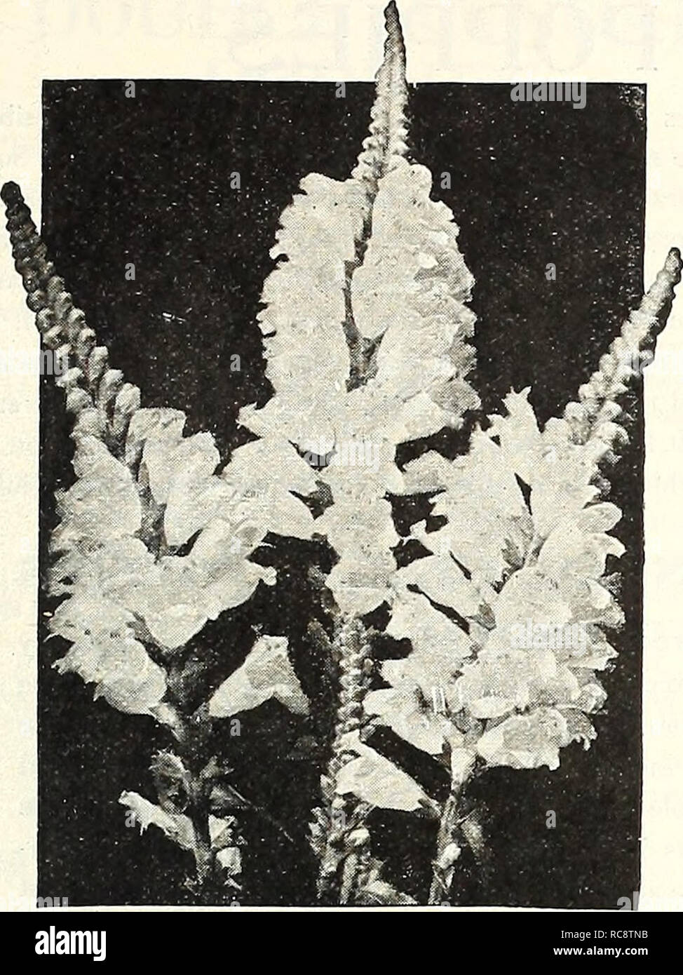 . Dreer's garden book 1922. Seeds Catalogs; Nursery stock Catalogs; Gardening Equipment and supplies Catalogs; Flowers Seeds Catalogs; Vegetables Seeds Catalogs; Fruit Seeds Catalogs. JflJl^MmiaaiiiitWiiipidrMitiiikl^^ 103. Physostegia PHYSOSTEGIA (False Dragon Head) PER PKT, 3651 Virglnica. One of the prettiest hardy perennials, and gaining in popularity asit becomes better known. It forms dense bushes, 3 to 4 feet high, bearing freely during the summer months spikes of delicate pink tu- bular flowers not unlike a gigantic heather 10 3652 — Alba. A pretty white- flowered form of the above 10  Stock Photo
