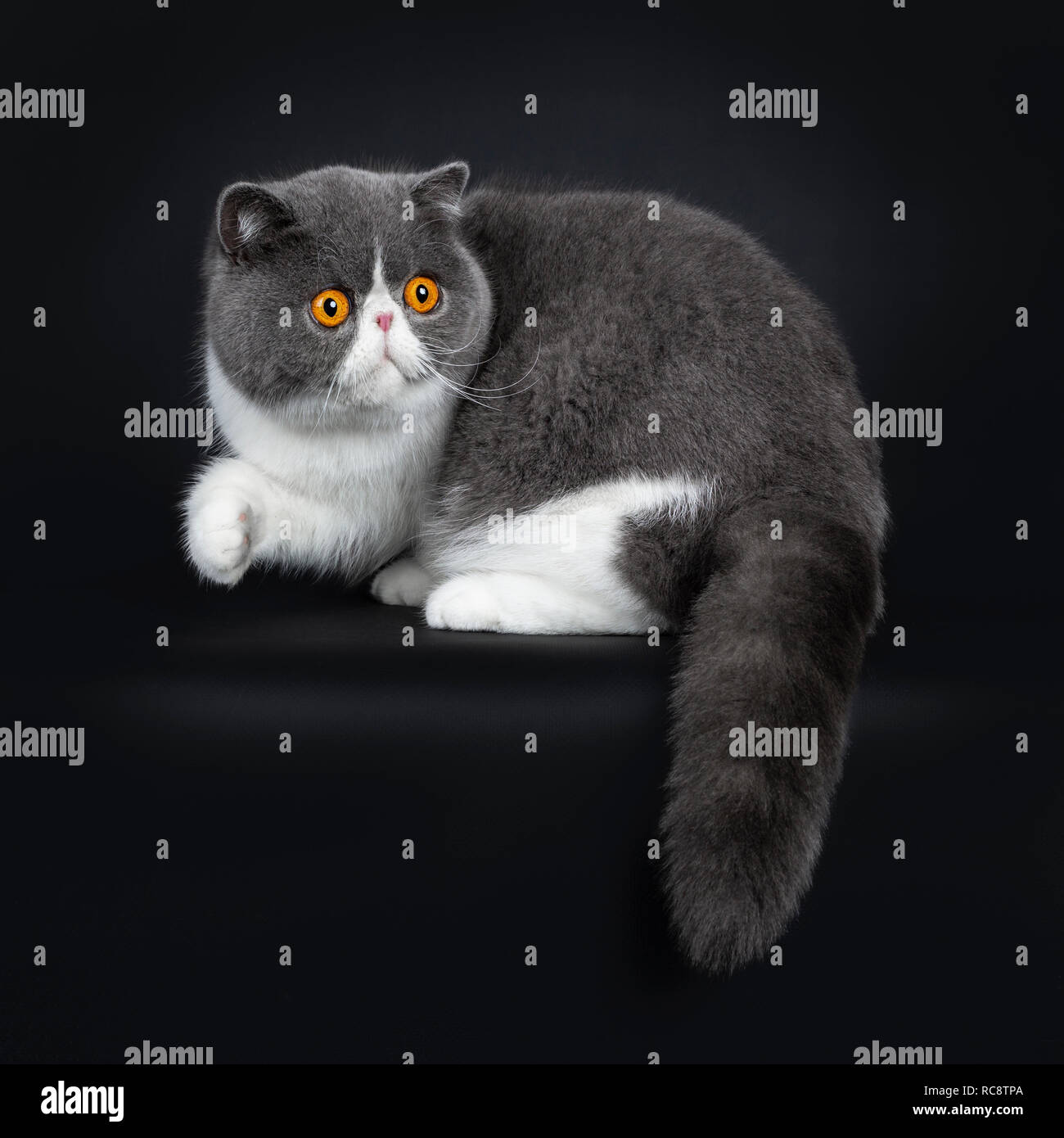 Buy exotic blue cat Best Sale