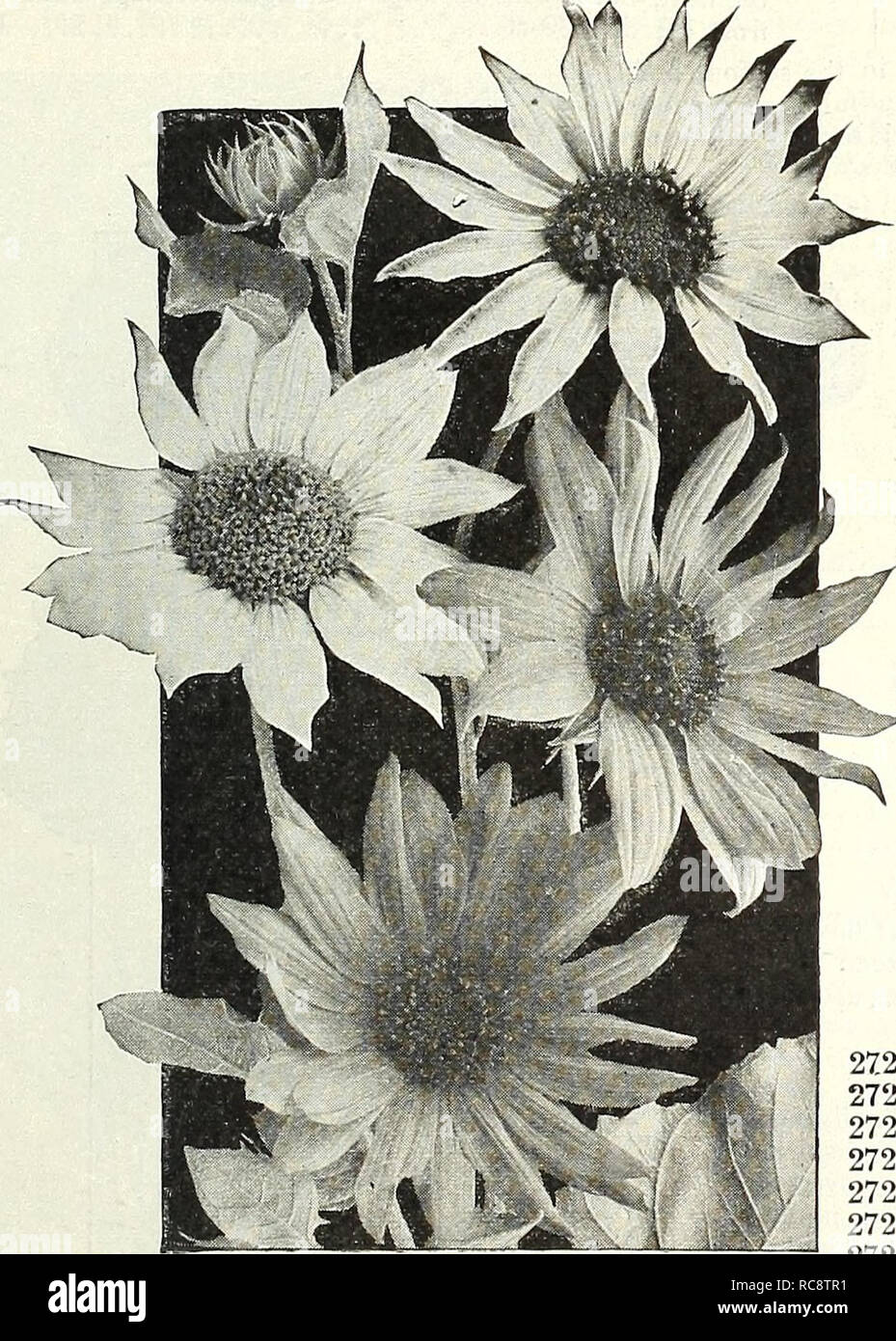 . Dreer's garden book 1922. Seeds Catalogs; Nursery stock Catalogs; Gardening Equipment and supplies Catalogs; Flowers Seeds Catalogs; Vegetables Seeds Catalogs; Fruit Seeds Catalogs. Helichrysum (Straw Flower). PER PKT. New Miniature Sunflowers 2703 Double Chrysanthemum^flowered. Rich golden-yellow flowers, perfectly double, resemb- ling a Chrysanthemum or Dahlia; 7 feet. Per oz., 30 cts 6 2706 Nanus Fl. PI. ( Globe of Gold). Dwarf, double yellow flower; 4 feet. Per oz., 30 cts 5 2704 Ulobosus Fistulosus (Globe or Dahlia Sunflower). Flowers large, double, of a rich safFron color; 6 feet. Per  Stock Photo