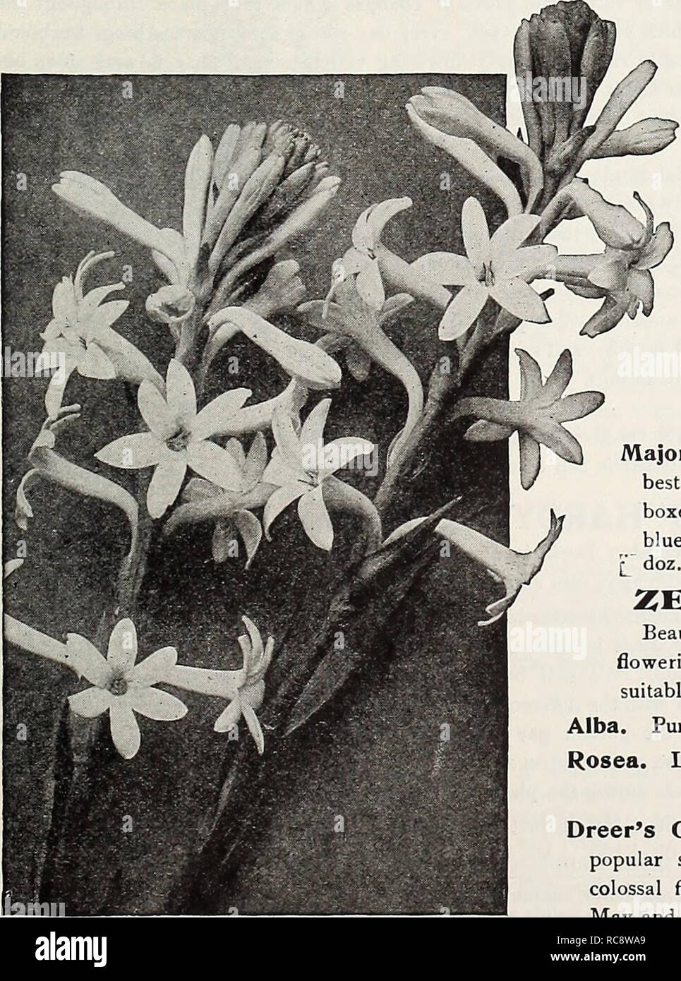 . Dreer's garden book 1921. Seeds Catalogs; Nursery stock Catalogs; Gardening Equipment and supplies Catalogs; Flowers Seeds Catalogs; Vegetables Seeds Catalogs; Fruit Seeds Catalogs. Salvia. Amfkh; ClJJUn OF flRE STIG1IAPHYI.I.ON CII.IATUIH (Brazilian Golden, or Orchid Vine) One of the prettiest tender climljers in cultivation, with large yellow, orchid-like flowers, produced very freely during the summer months. It is especially adapted for training over the pillars or on the wall of a conservatory, but will do equally well iD the open air during the summer. 50 cts. each.. Mexican Everbloomi Stock Photo
