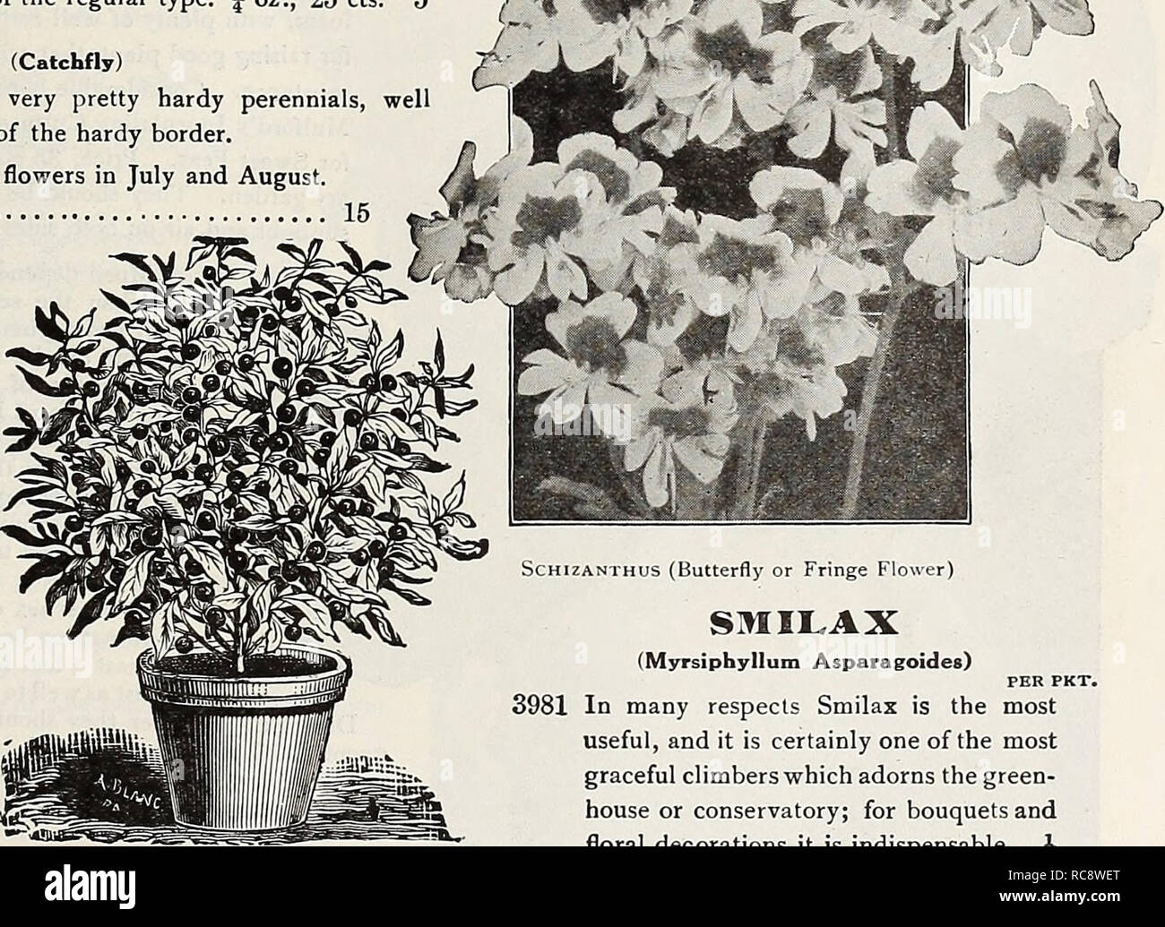 . Dreer's garden book 1921. Seeds Catalogs; Nursery stock Catalogs; Gardening Equipment and supplies Catalogs; Flowers Seeds Catalogs; Vegetables Seeds Catalogs; Fruit Seeds Catalogs. m'ji^^*rM. SILENE (Catchfly) The varieties offered below are very pretty hardy perennials, well adapted for the rockery or the front of the hardy border. 3977 Alpestris. Glistening white flowers in July and August. 4 in 3978 Schafta {Autumn Catchfly). A charming border or rock plant, grow- ing from 4 to 6 inches high, with masses of bright pink flowers from July to October 15 Straw^ Flo livers or Everlastings Thi Stock Photo