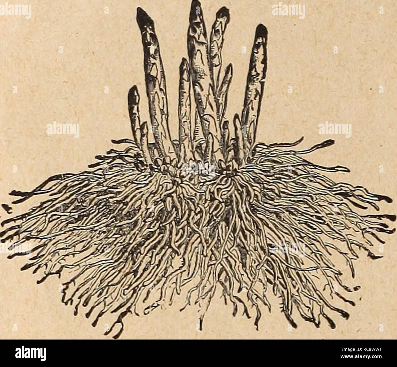 ac5JM fa Vegetable Plants, Roots and