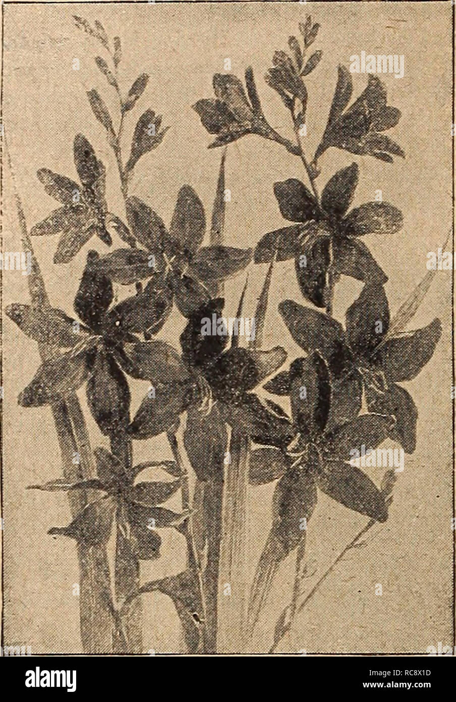 . Dreer's garden book 1920. Seeds Catalogs; Nursery stock Catalogs; Gardening Equipment and supplies Catalogs; Flowers Seeds Catalogs; Vegetables Seeds Catalogs; Fruit Seeds Catalogs. 186 DRHR-fflllADaPniA-M-BBf HARDY PERENNIAL PLANT!. MONTBRETIAS MARSHALLIA Trinervis. A useful plant for a shady, damp spot, of neat habit, about 15 inches high, bearing freely from June to August heads of white flowers, tinted flesh. 25 cts. each; $2.50 per doz. MERTENSIA (BiueBeiu) Virginlca. An early spring-flowering plant, growing about 1 to lj feet high, with droop- ing panicles of handsome light blue flower Stock Photo