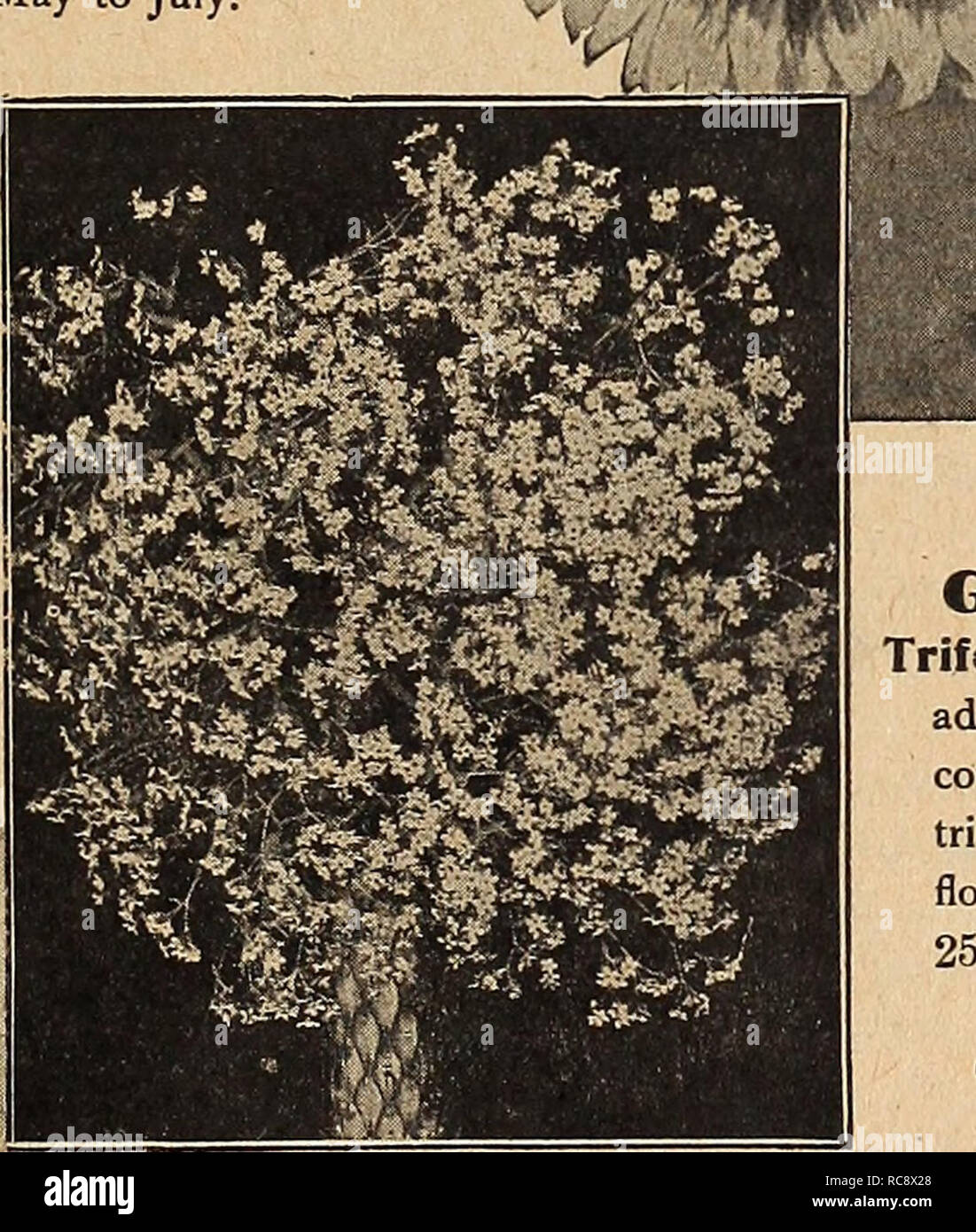 . Dreer's garden book 1920. Seeds Catalogs; Nursery stock Catalogs; Gardening Equipment and supplies Catalogs; Flowers Seeds Catalogs; Vegetables Seeds Catalogs; Fruit Seeds Catalogs. Gypsophila Paniculata Geum Gaillardia Grandiflora. Gilleilia (Bowman's Root) Trifoliata. A strong-growing perennial; admirable for the border or for use in connection with shrubs, with handsome trifoliate foliage and numerous white flowers, tinged with pink; July; 3 feet. 25 cts. each; $2.50 per doz. GLECHOMA, OK NEPETA Variegata (Variegated Groundsel, or Ground Ivy.) A most useful variegated creeper for growing  Stock Photo