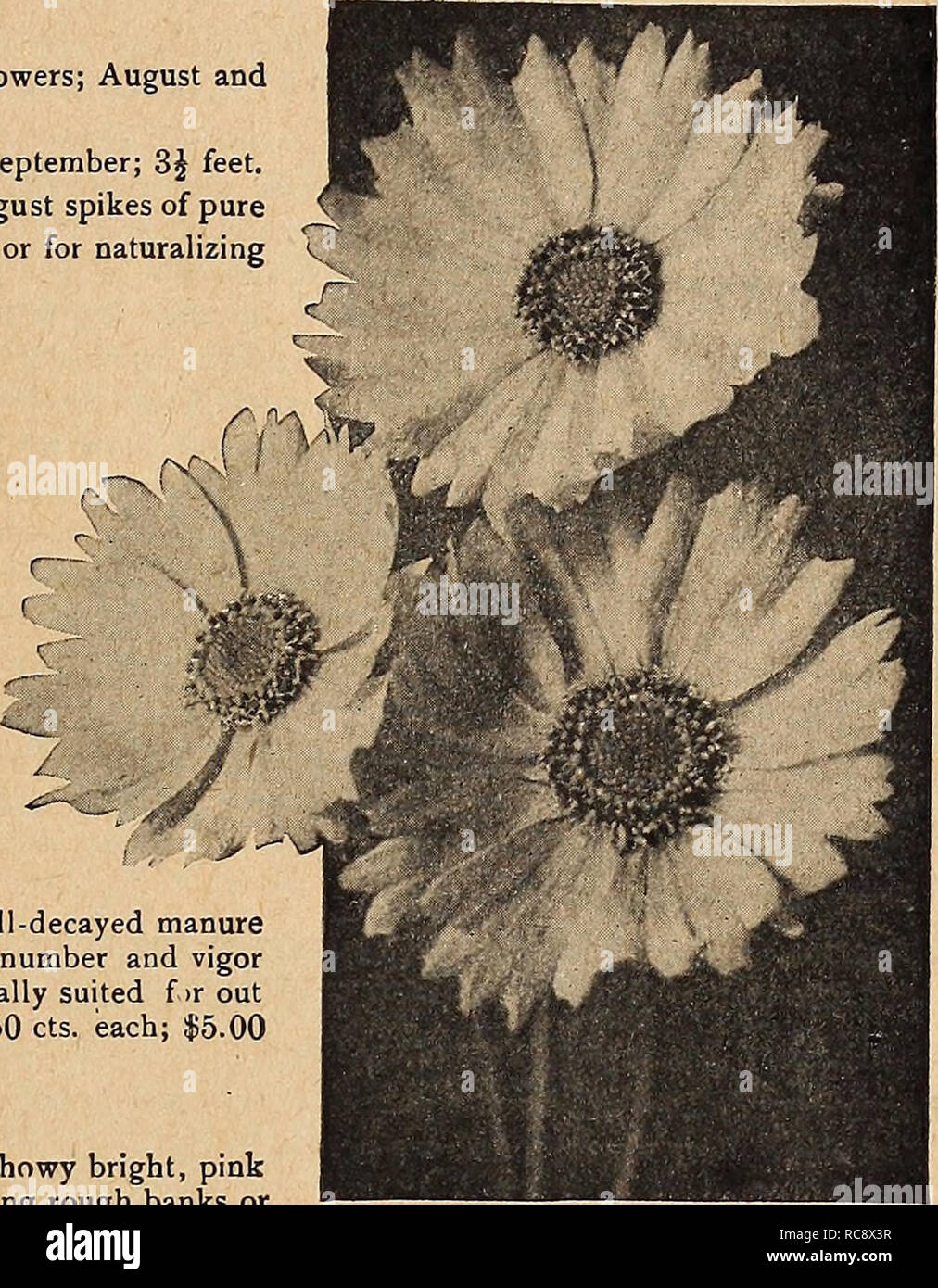 . Dreer's garden book 1920. Seeds Catalogs; Nursery stock Catalogs; Gardening Equipment and supplies Catalogs; Flowers Seeds Catalogs; Vegetables Seeds Catalogs; Fruit Seeds Catalogs. CIMICIFUGA (Snake Root) Acerina or Japonica. A pretty Japanese variety with white flowers; August and September; excellent for cutting; 2J feet. Dahurica. Large cylindrical spikes of creamy-white flowers in September; 3J feet. Racemosa. A handsome native species bearing in July and August spikes of pure white flowers; well suited for planting at the back of the border, or for naturalizing at the edge of the woods Stock Photo