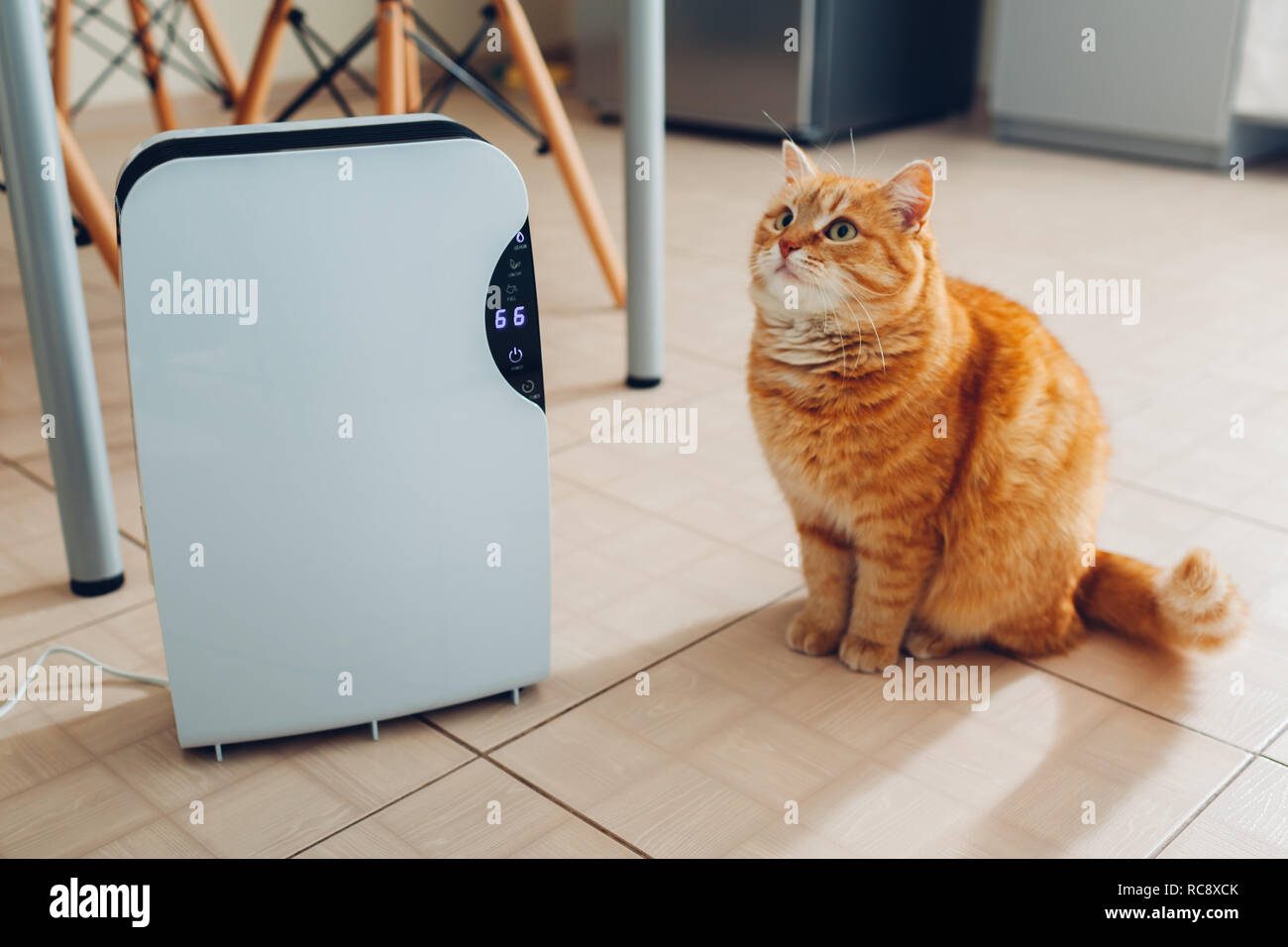 Dehumidifier with touch panel, humidity indicator, uv lamp, air ionizer, water container works at home while cat sitting by it on kitchen. Air dryer Stock Photo