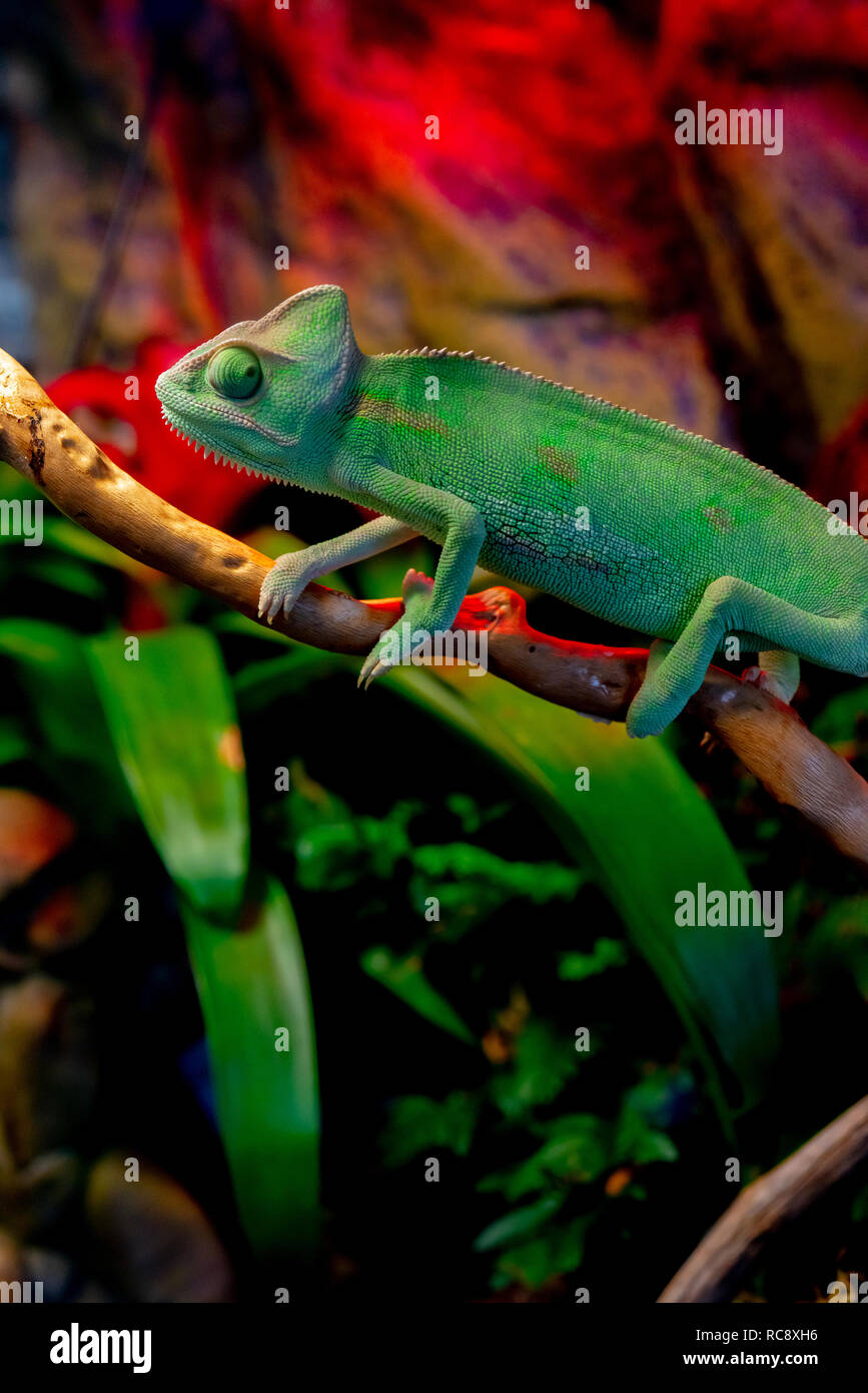 Green chameleon on the branch. Stock Photo