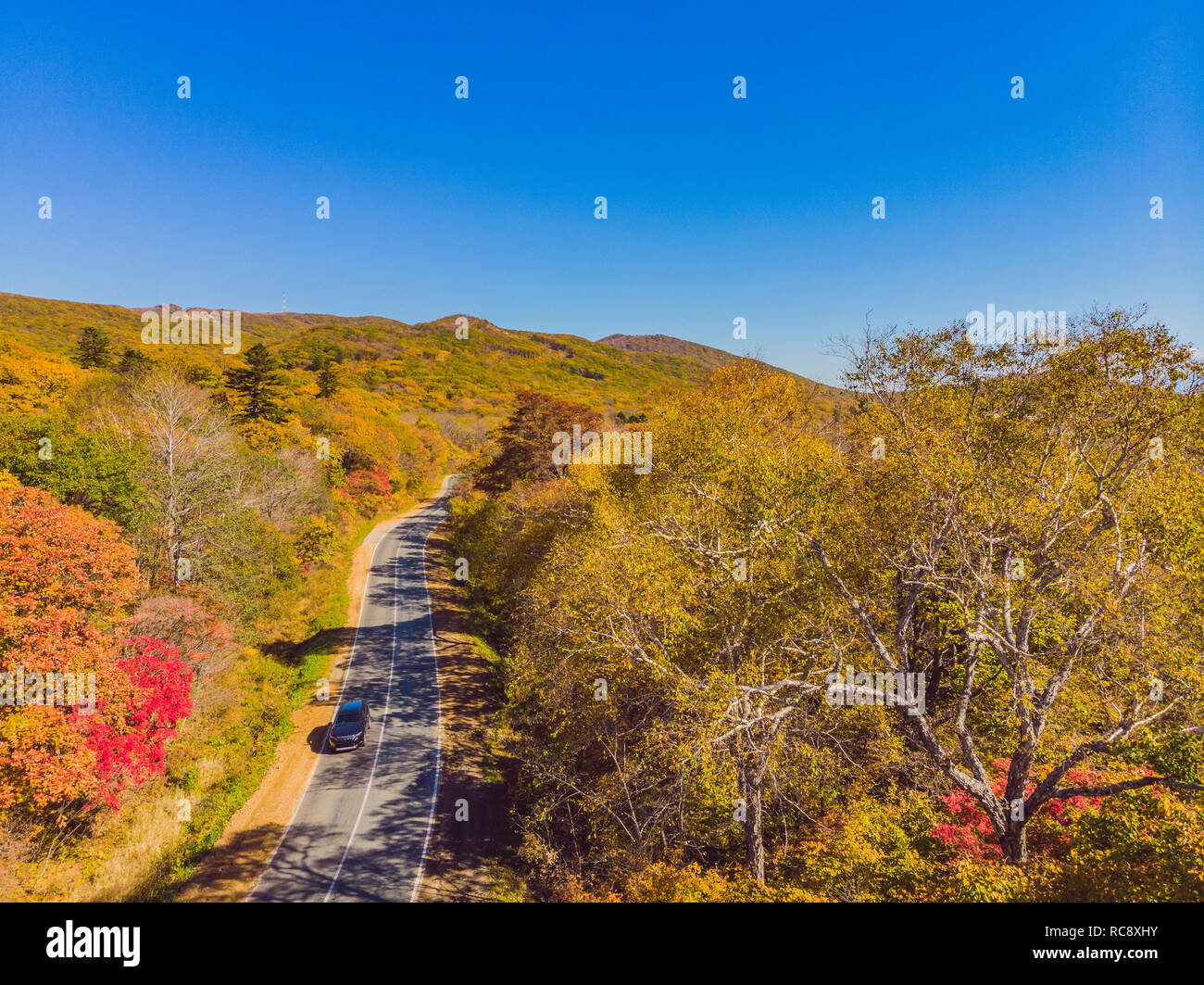Aerial view of road in beautiful autumn forest at sunset. Beautiful landscape with empty rural road, trees with red and orange leaves. Highway through the park. Top view from flying drone. Nature Stock Photo
