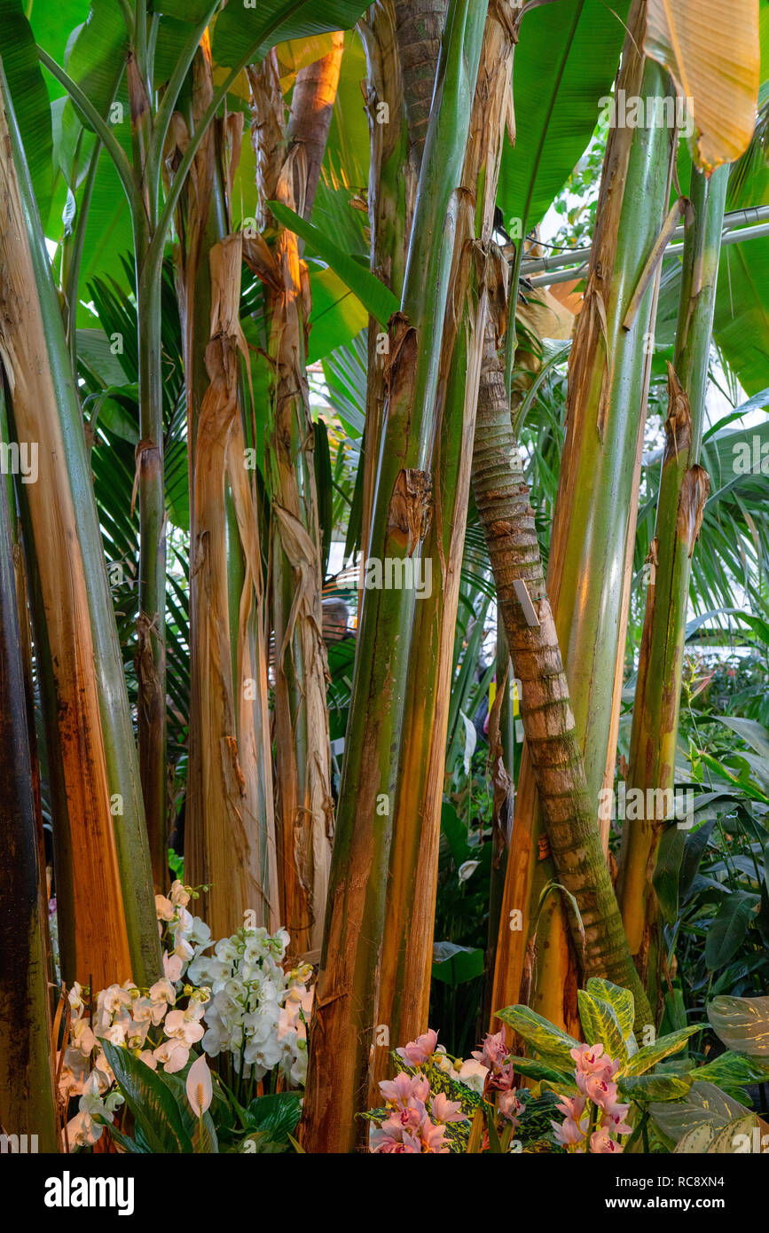 Wild orchids in the rainforest Stock Photo Alamy