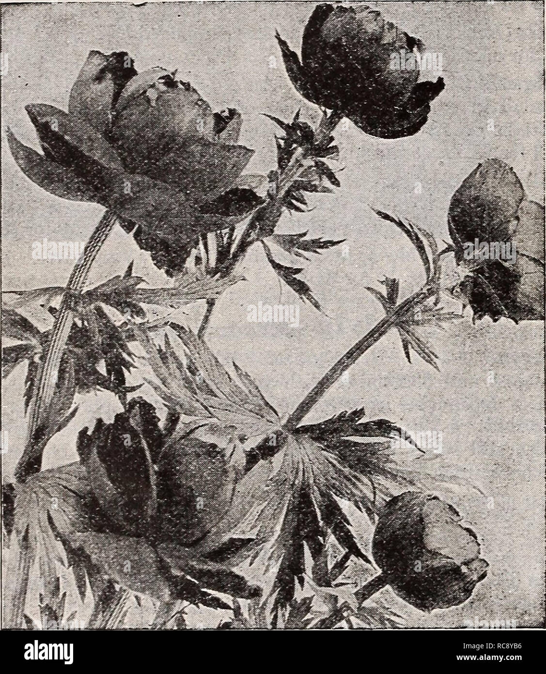 . Dreer's bulbs plants, shrubs and seeds for fall planting : autumn 1937. Bulbs (Plants) Catalogs; Flowers Seeds Catalogs; Gardening Equipment and supplies Catalogs; Nurseries (Horticulture) Catalogs; Vegetables Seeds Catalogs. Dreer Quality HARDY PERENNIAL PLANTS for Fall Planting Spiraea—Goat's Beard, Meadow Sweet ® Pilipendula (Dropwort). 12-15 in. Masses of foamy white flowers borne profusely during June and July. Has pretty, fern-like foliage. — fl. pi. The showy double-flowering form. Palmata elegans. 3 ft. Deep purple-red stems and showy silvery pink flowers. June-July. Ulmaria fl. pi.  Stock Photo