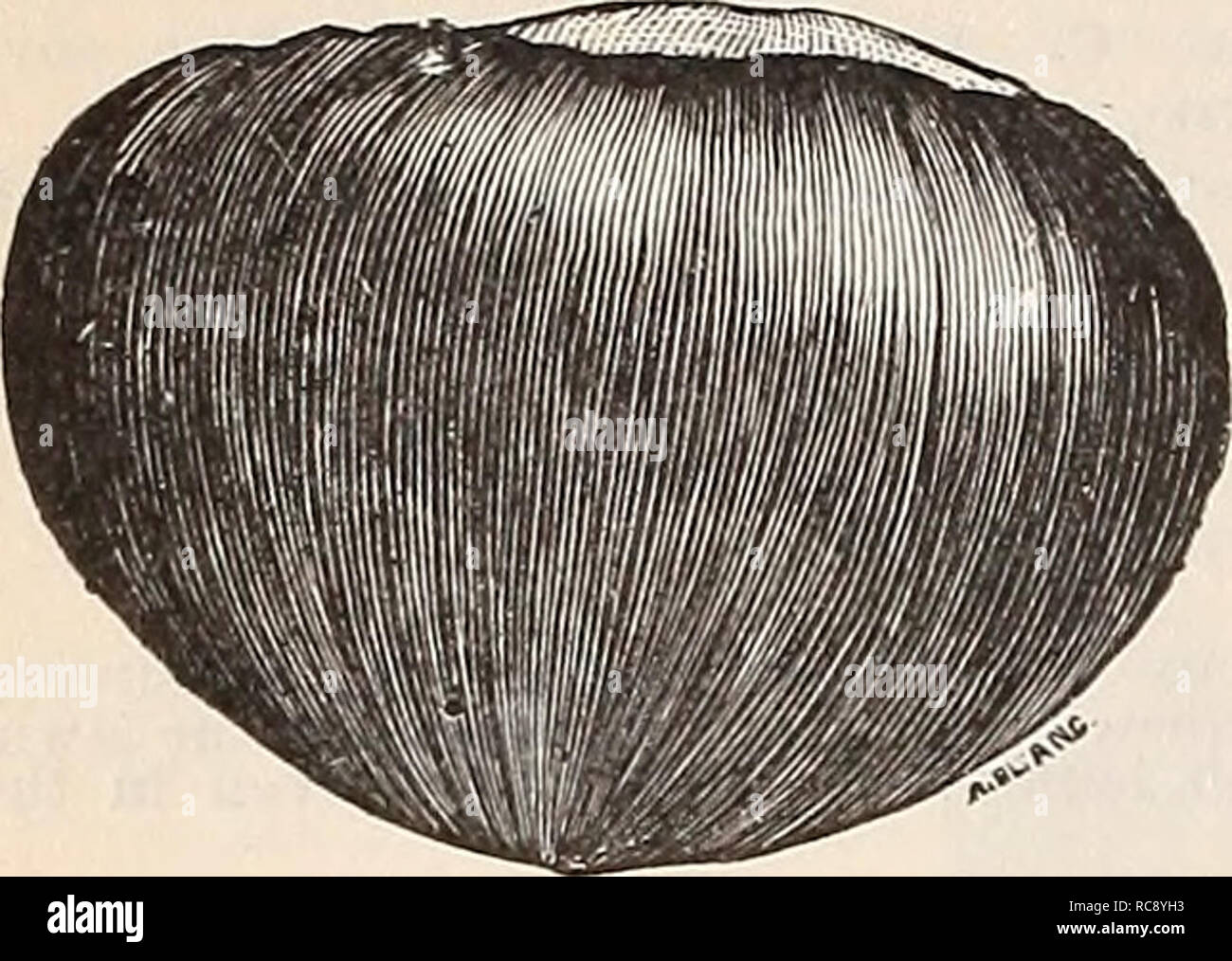 Noyer Hi Res Stock Photography And Images Page 13 Alamy