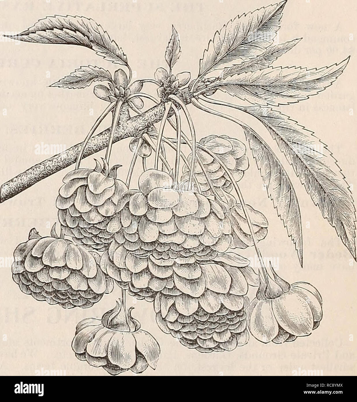 . [Ellwanger &amp; Barry's general catalogue]. LEAVES OF .JAP.N MAPLE —i NATURAL SIZE. habit, the foliage of the second growth is of a of the older foliage, produces a charming effect RED-FLOWERED HORSE CHESTNUT. One of the finest trees in cultivation ; form round, flowers showy red; blooms a little later than the white, and the leaves are of a deeper green. One of the most valuable ornamental trees. $1.00. CUT-LEAVED WEEPING BIRCH. Beyond question one of the most popular of all weeping or pendulous trees. Its tall, slender, yet vigorous growth, graceful drooping branches, silvery-white bark, Stock Photo